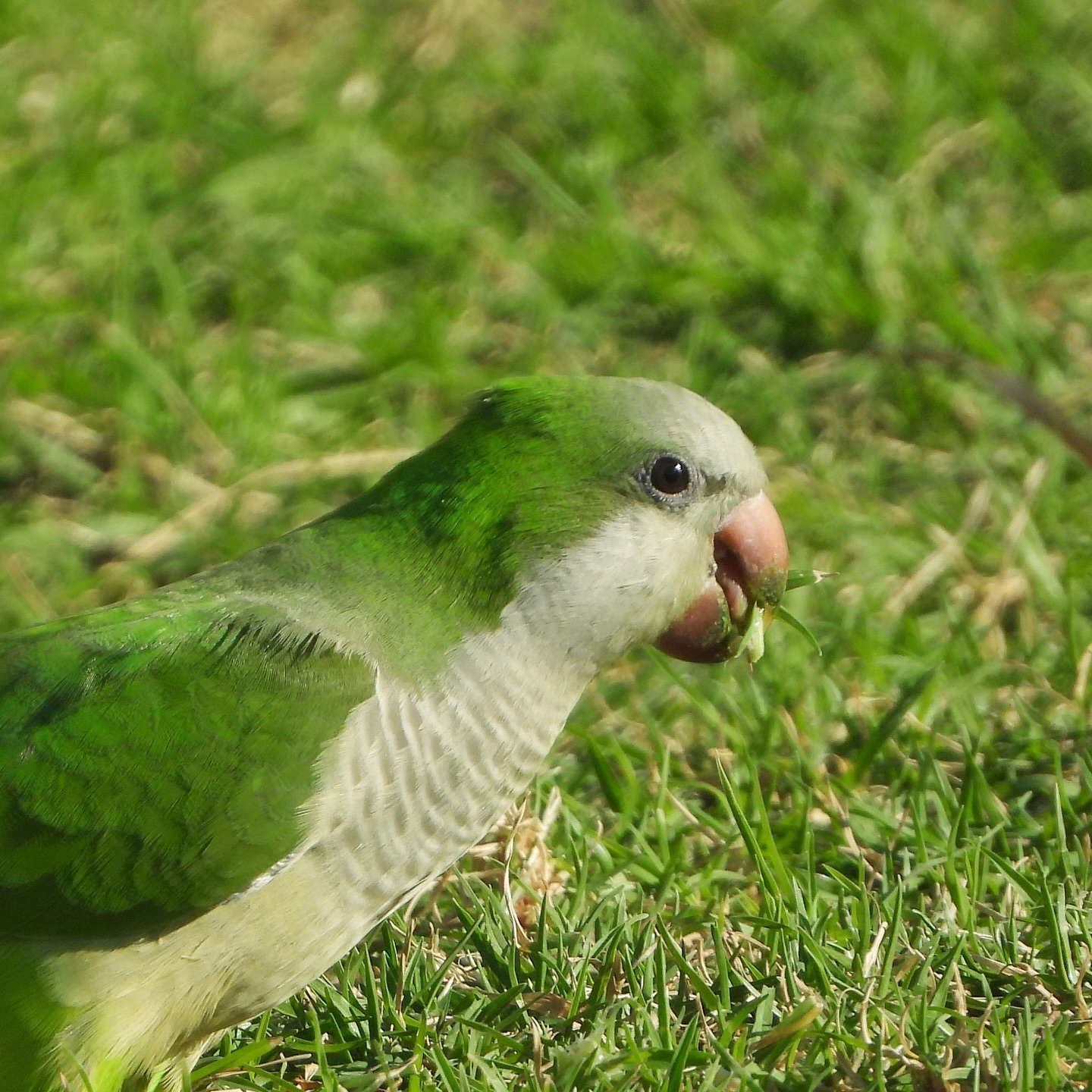 Monk Parakeet 9