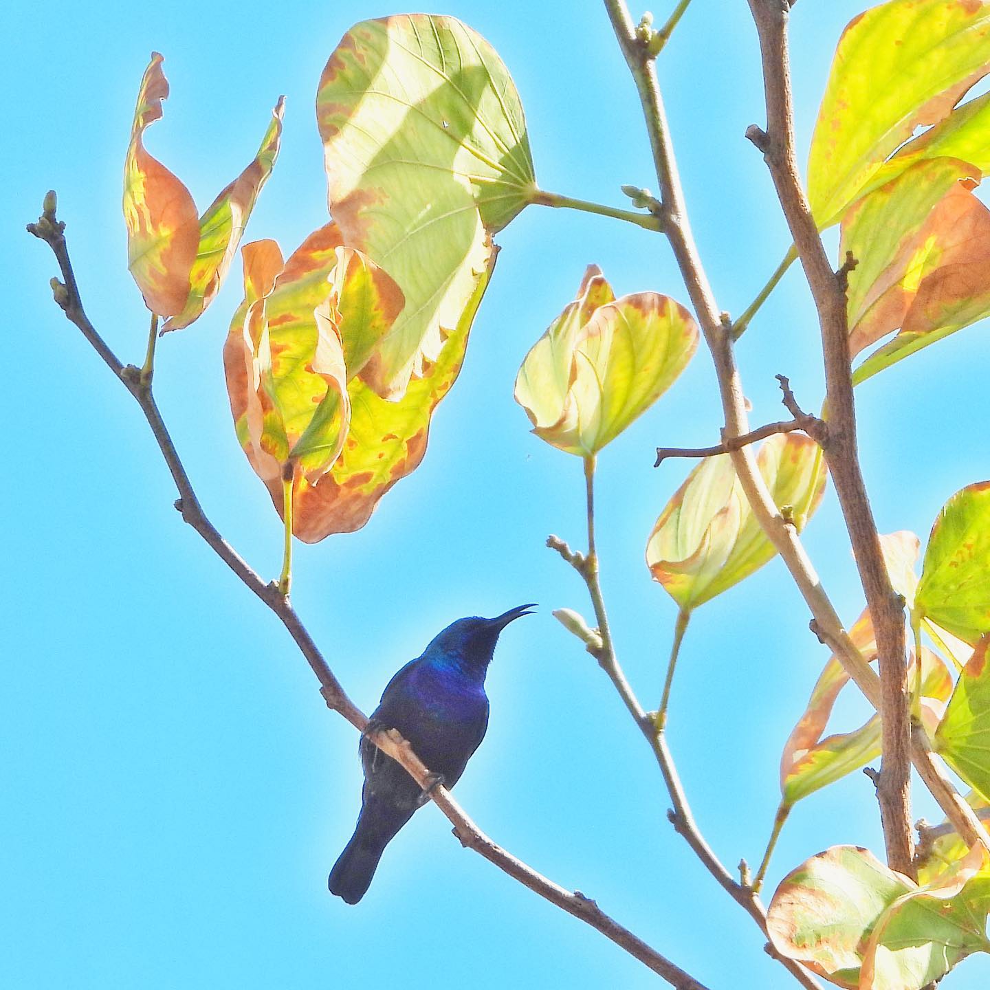 Palestine Sunbird 3