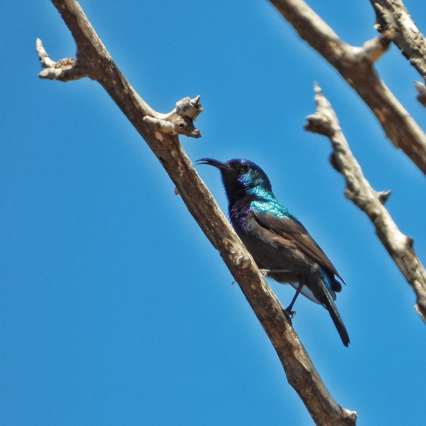 Palestine Sunbird 4