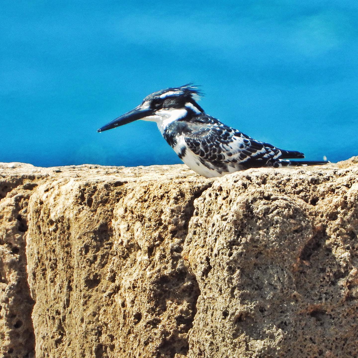 Pied Kingfisher 1