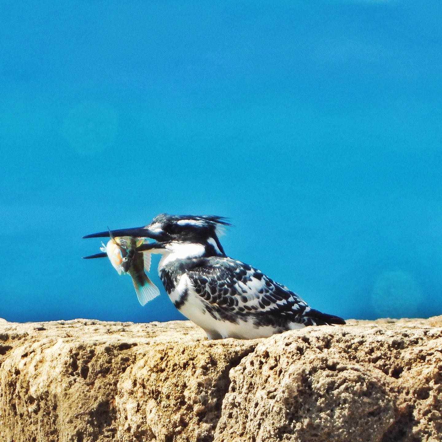 Pied Kingfisher 2