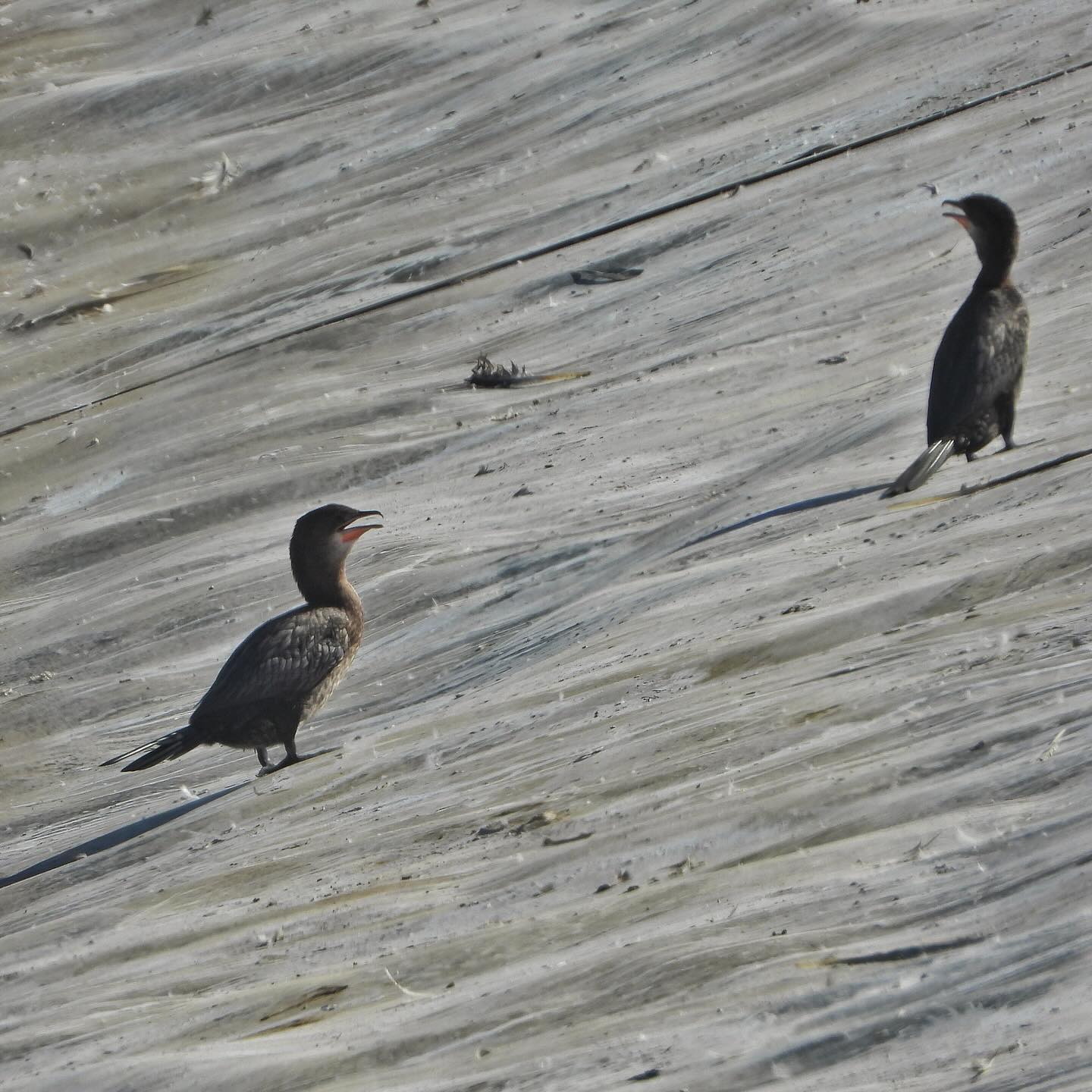 Pygmy Cormorant 1