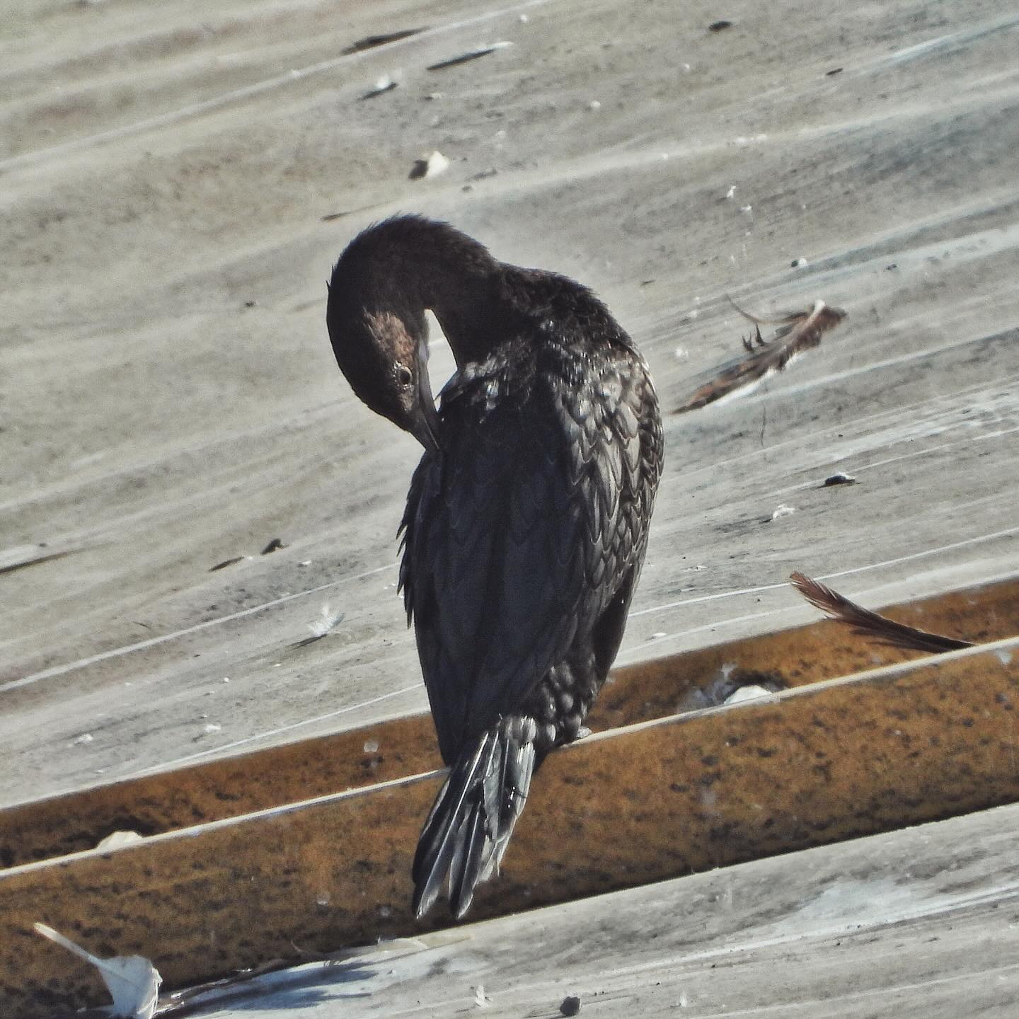 Pygmy Cormorant 2