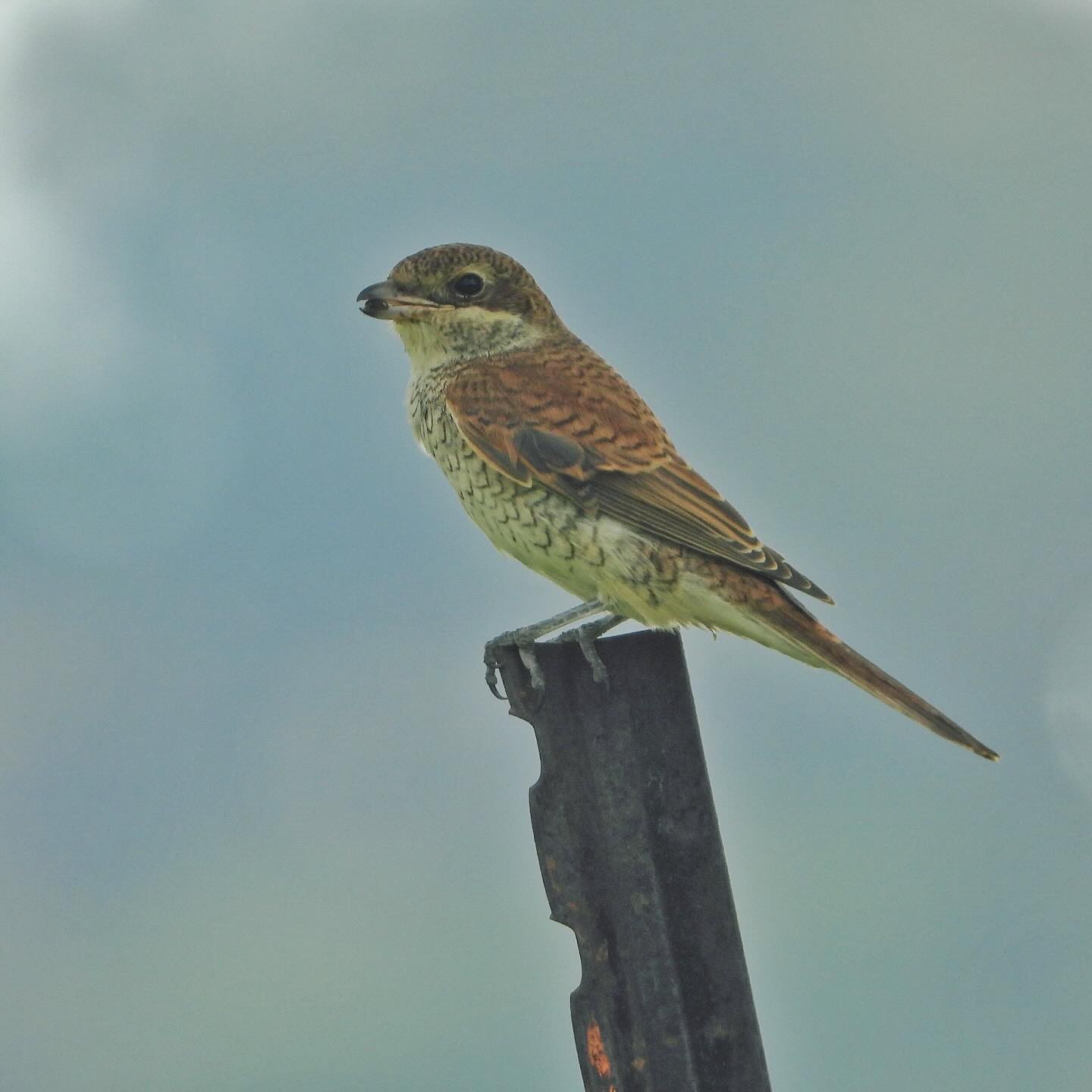 Red-backed shrike