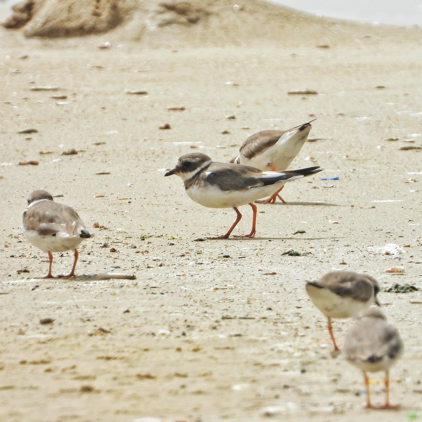 Ringed Plover 1