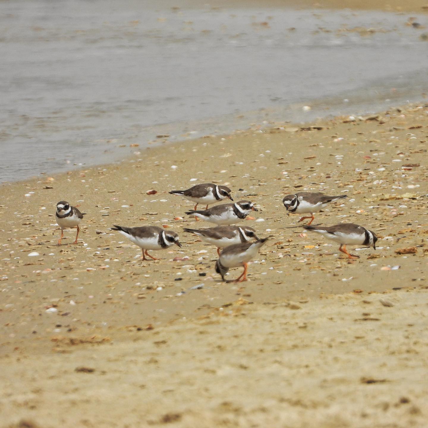 Ringed Plover 2