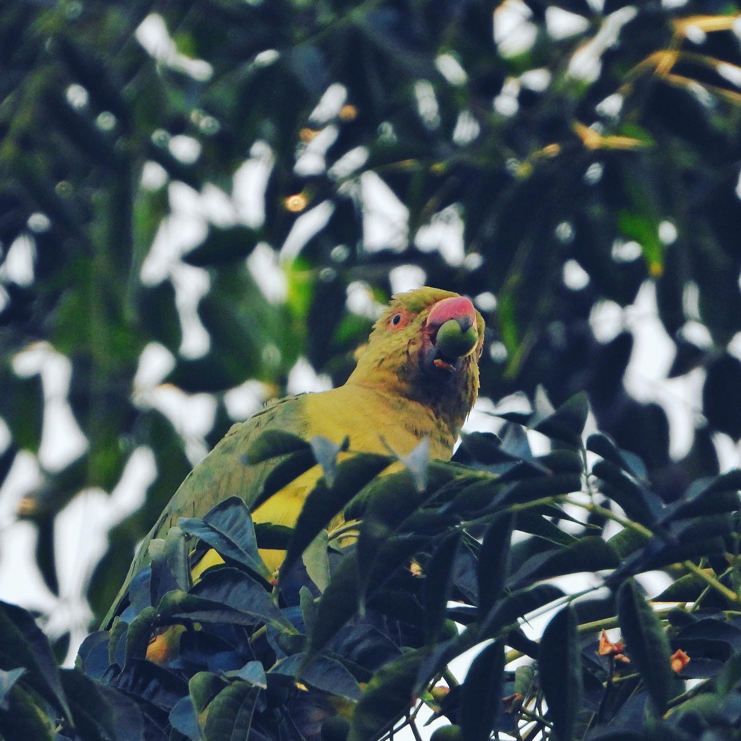 Rose Ringed Parakeet 4