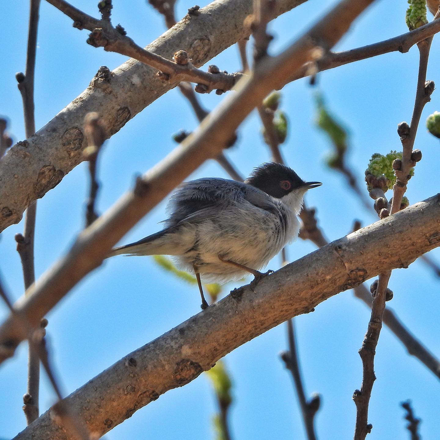 Sardinian warbler