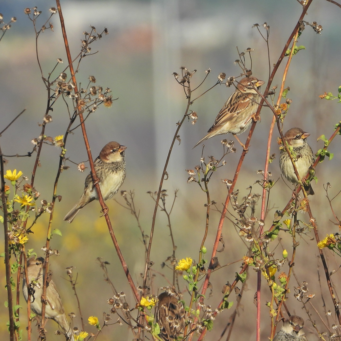 Spanish Sparrow 1