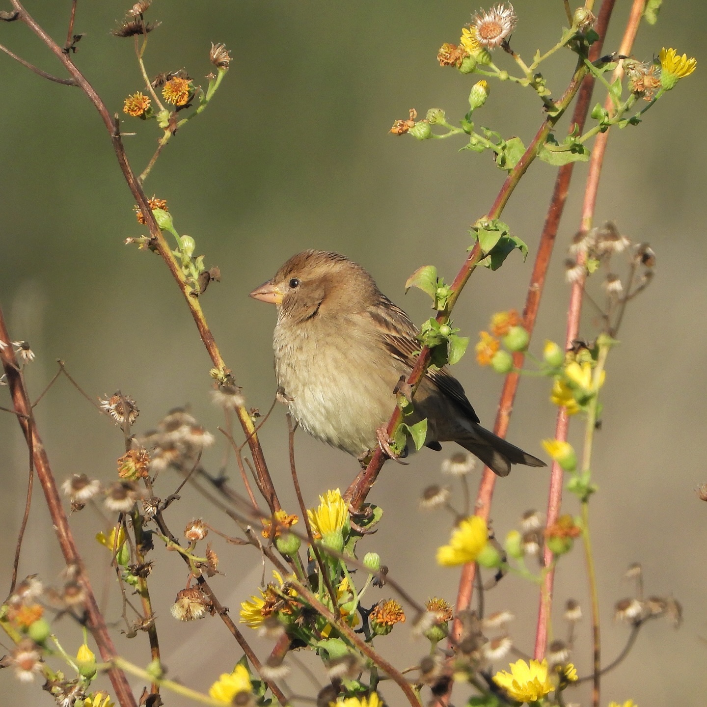 Spanish Sparrow 2