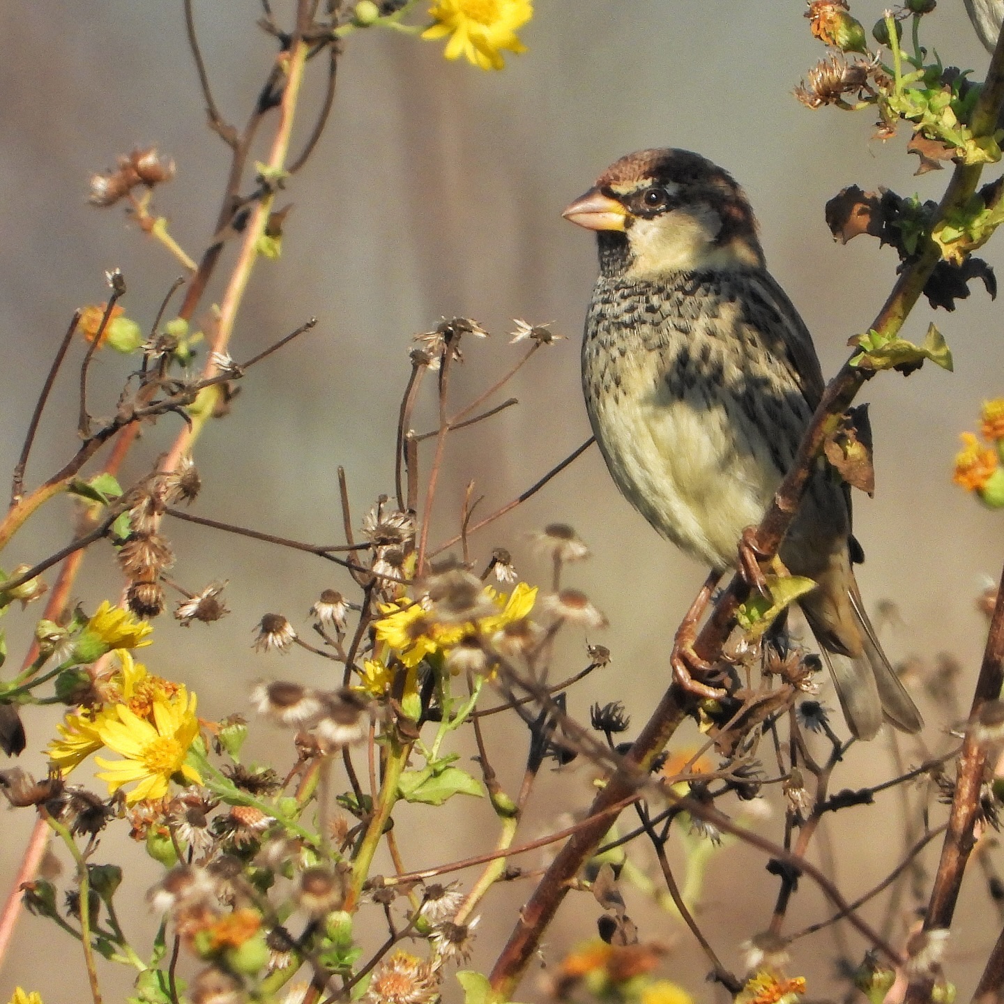 Spanish sparrow