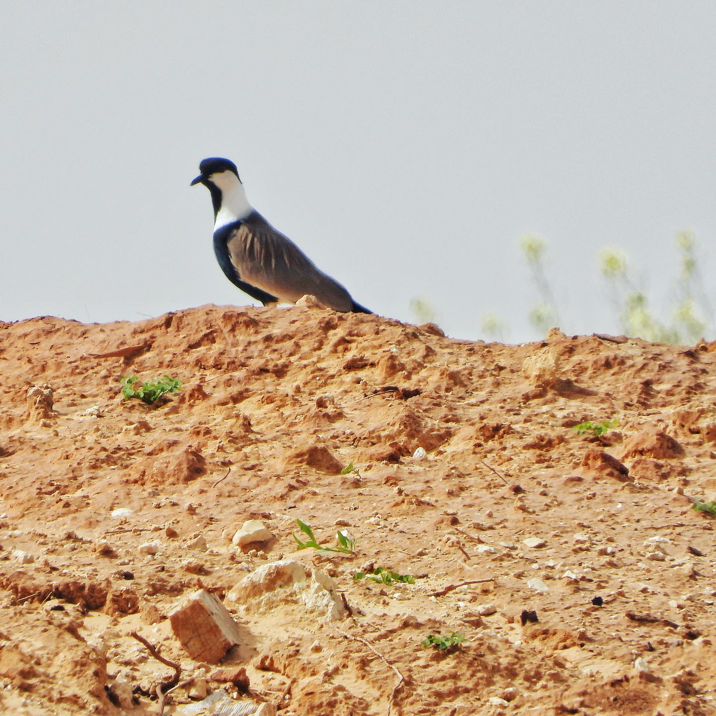 Spur Winged Lapwing 1