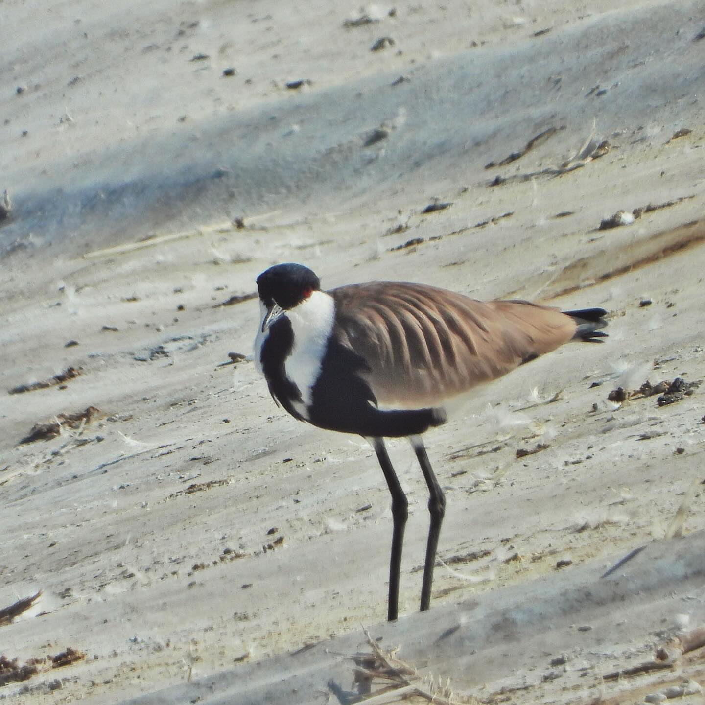 Spur Winged Lapwing 2