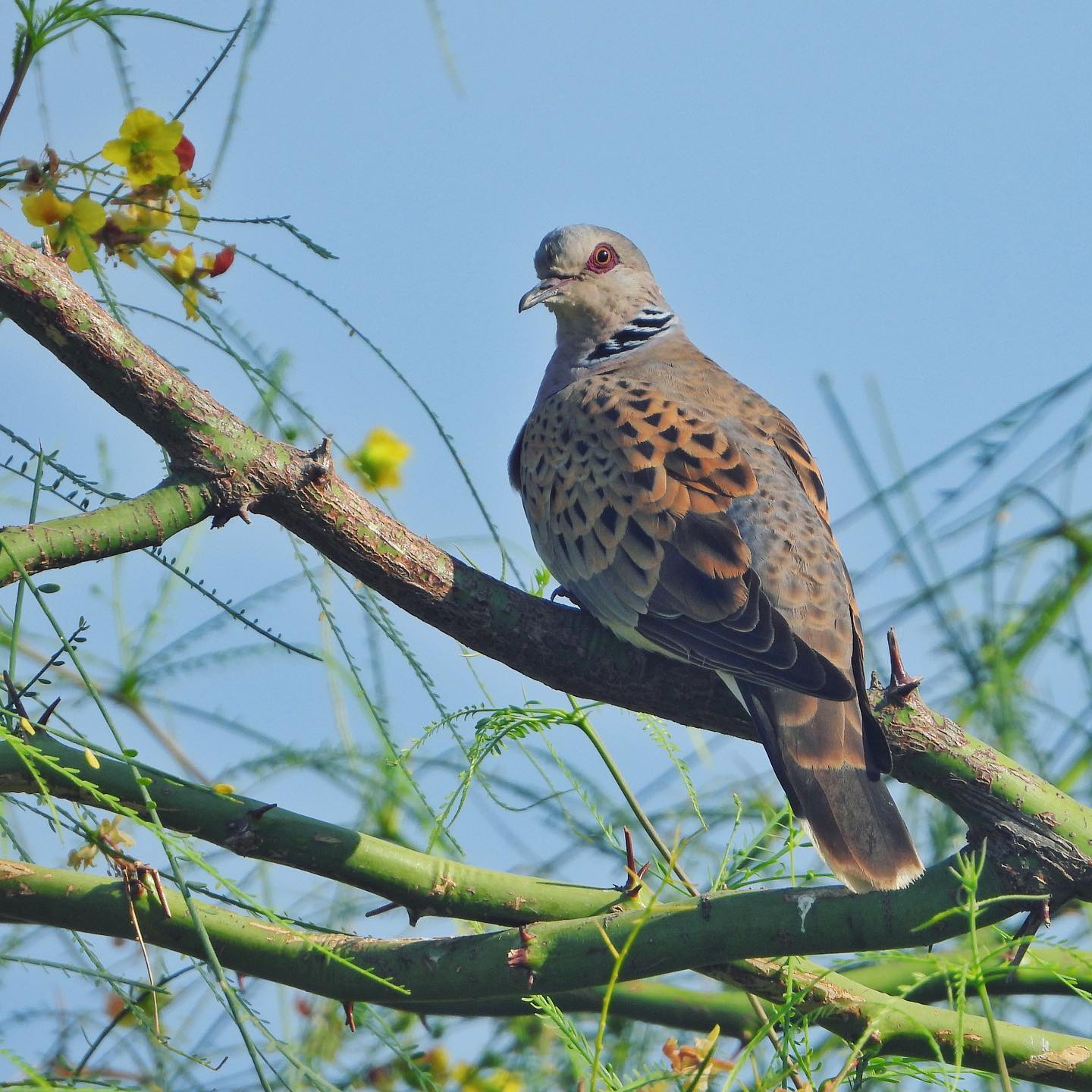 Turtle Dove 1