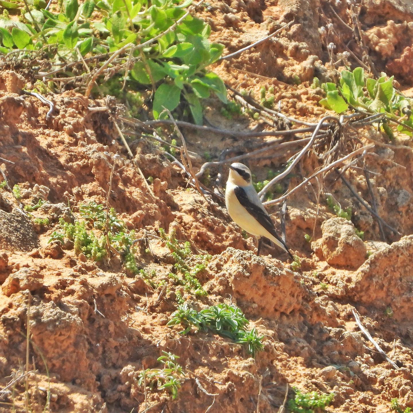 Wheatear