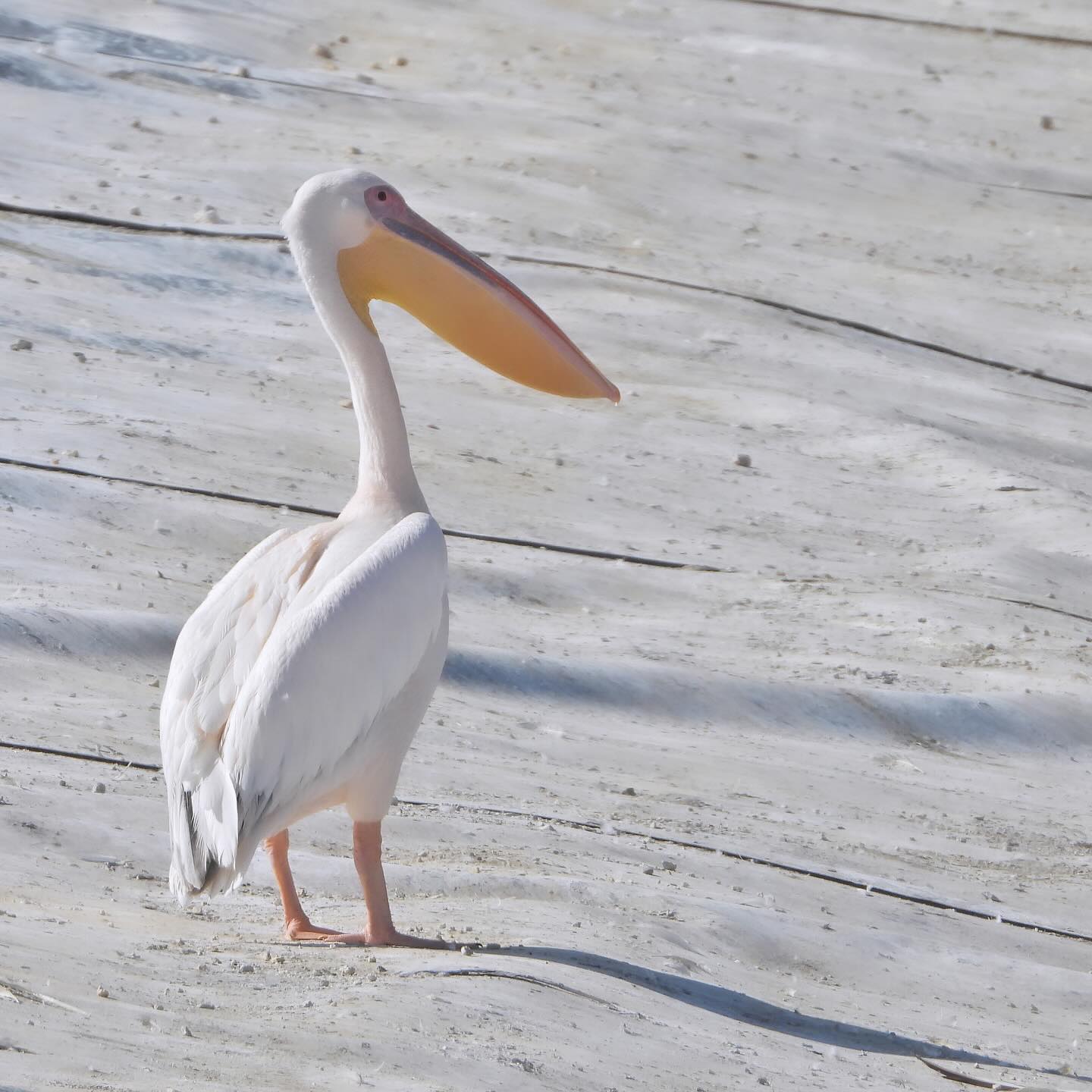 White Pelican 1