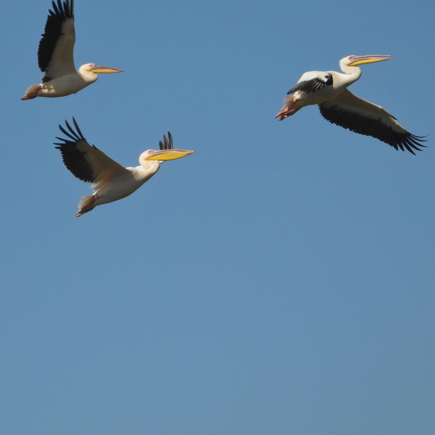 White Pelican 11