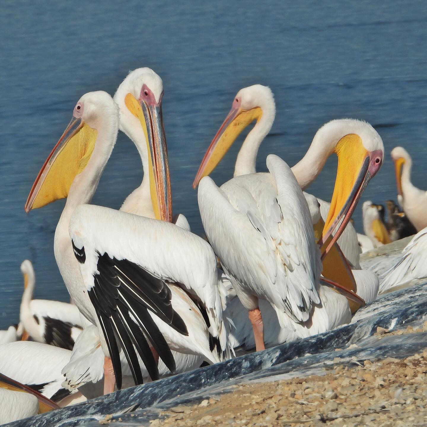 White Pelican 13