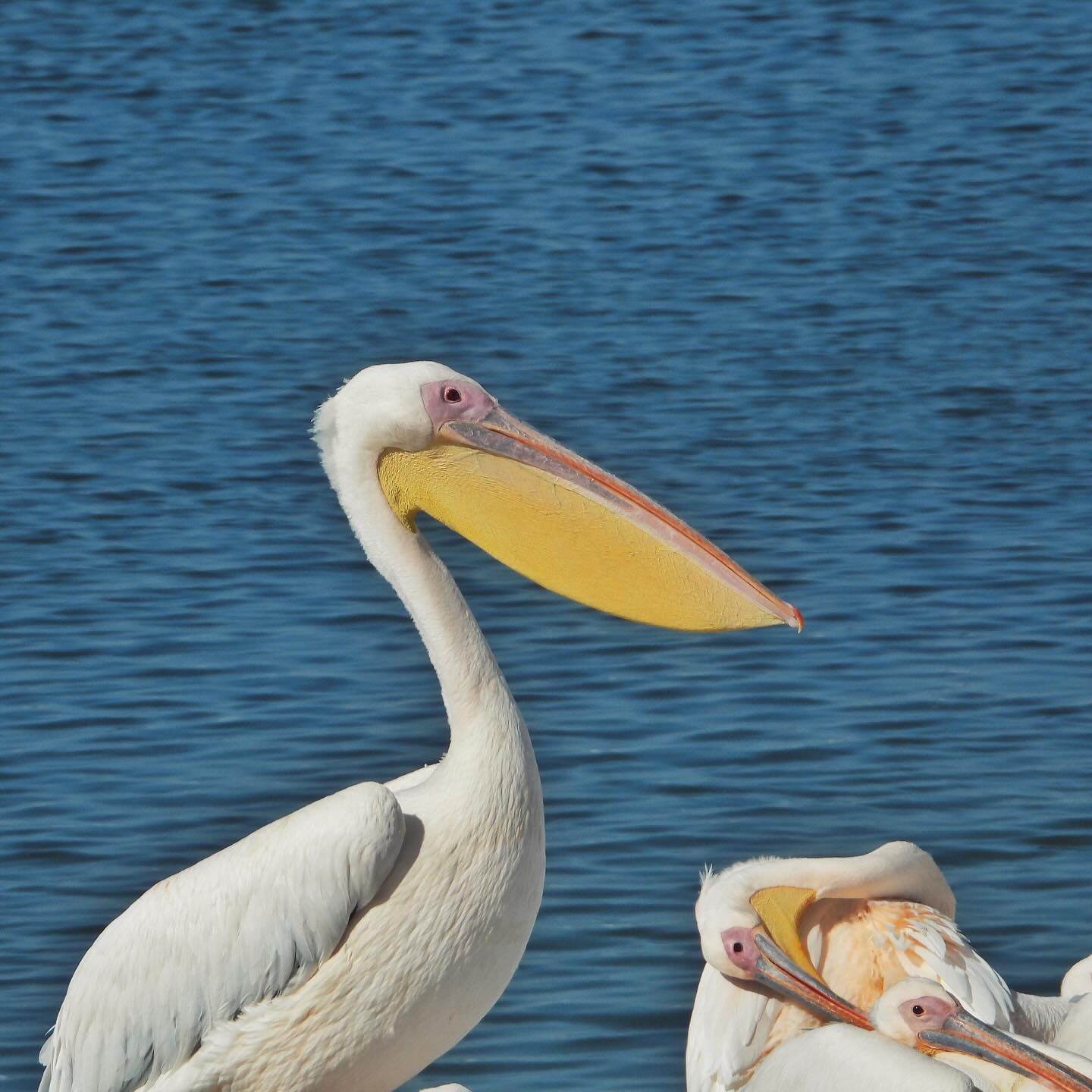 White pelican