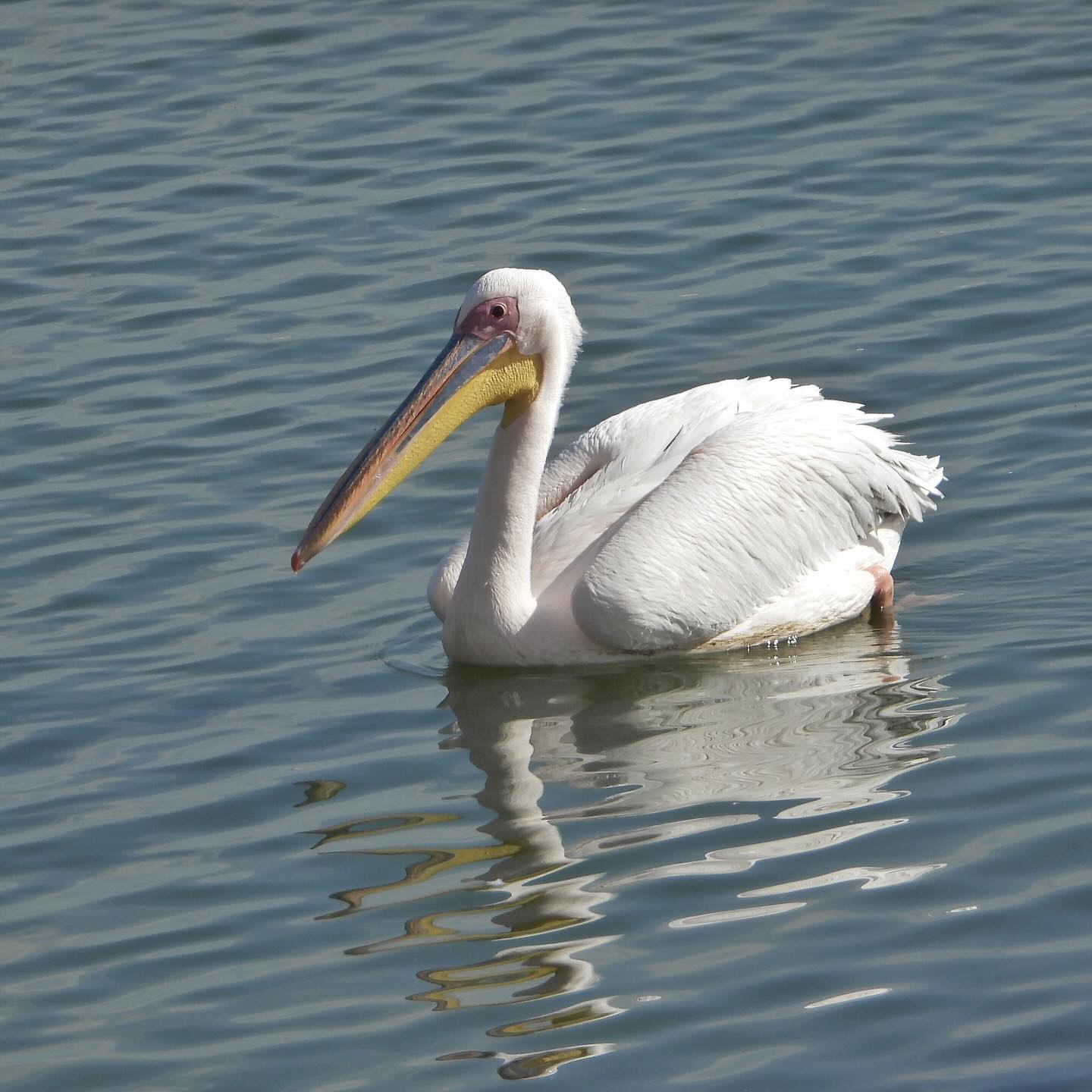 White Pelican 2