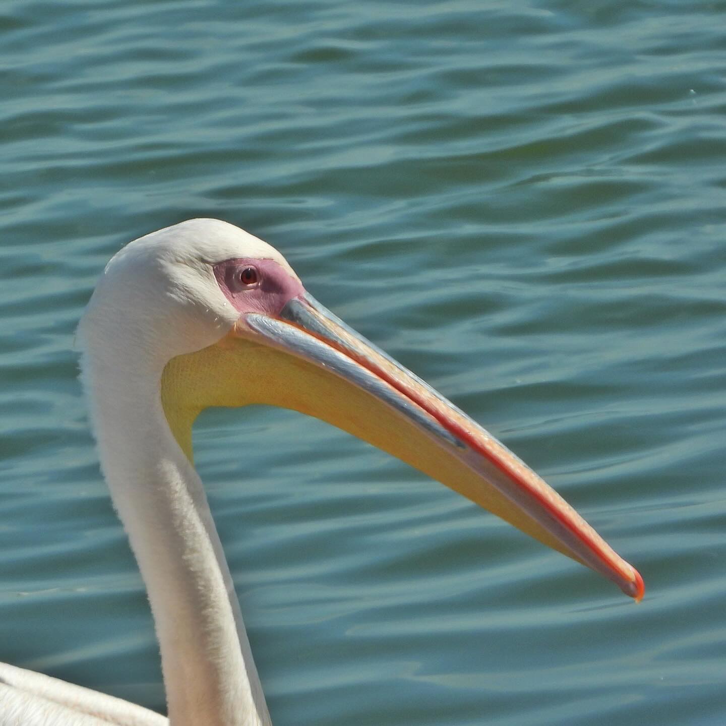 White Pelican 3