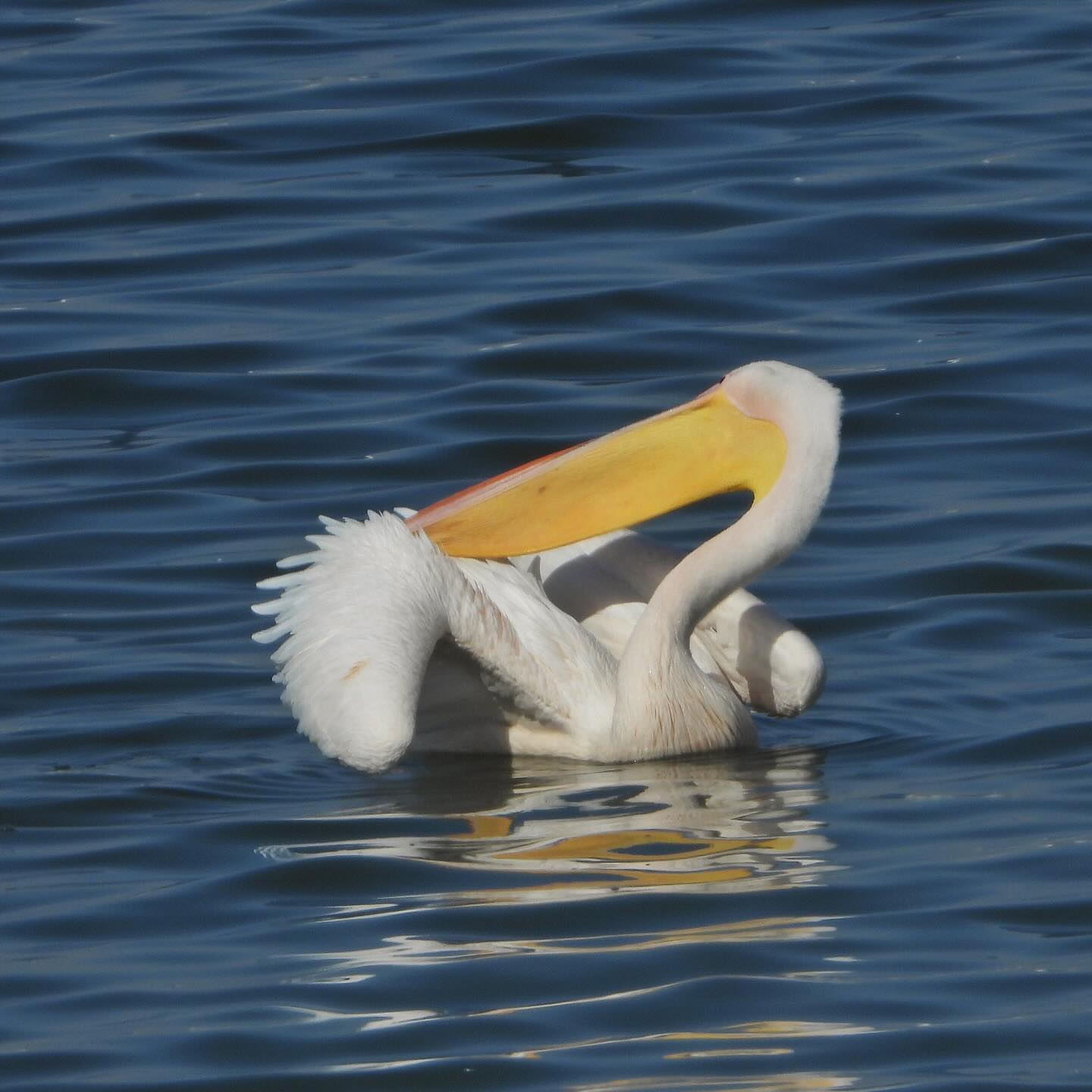 White Pelican 5