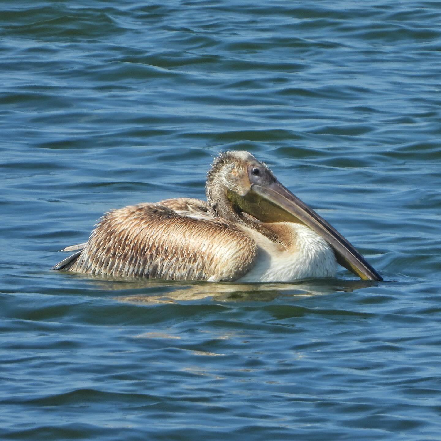 White Pelican 6