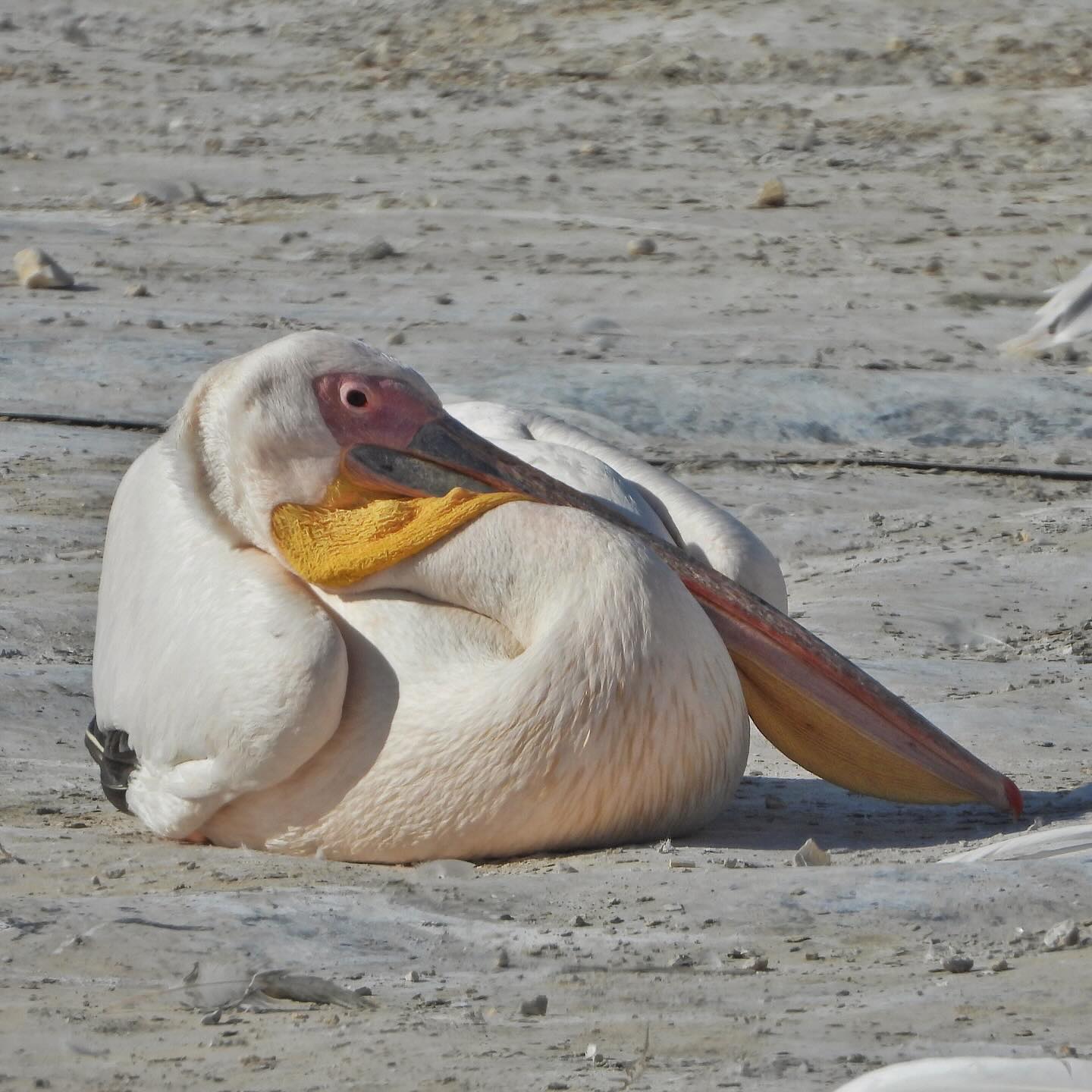 White Pelican 7