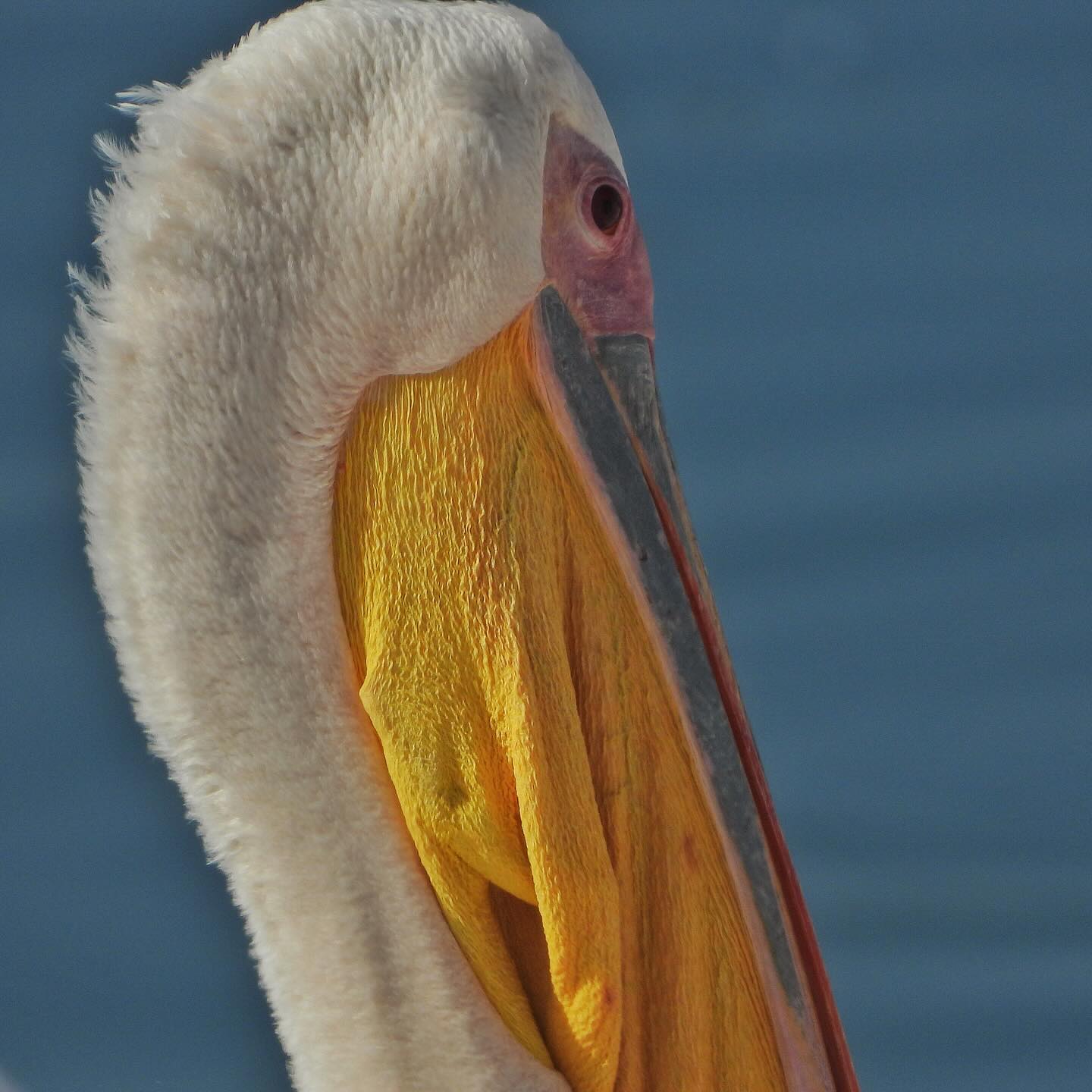 White Pelican 8