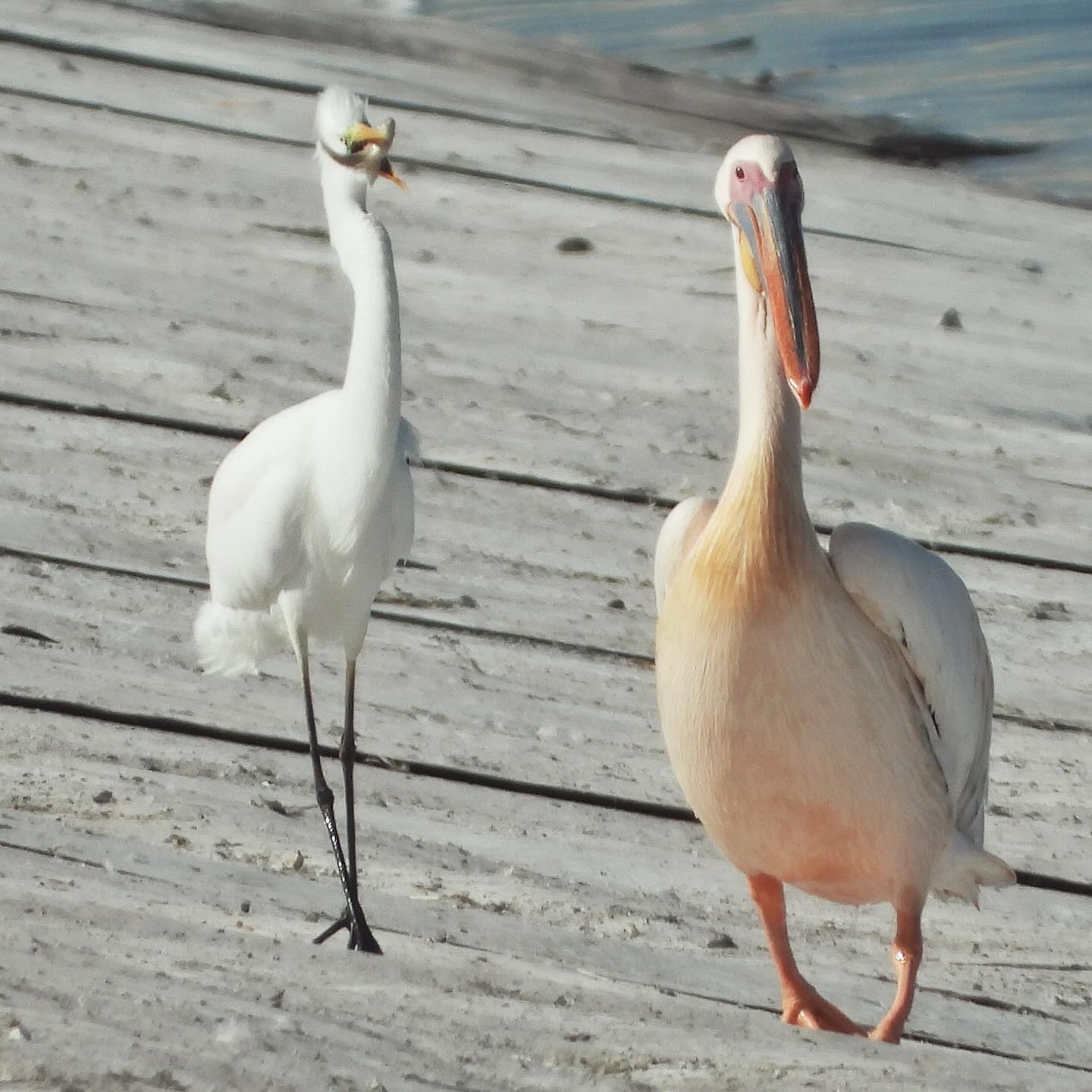 White Pelican Great Egret 1