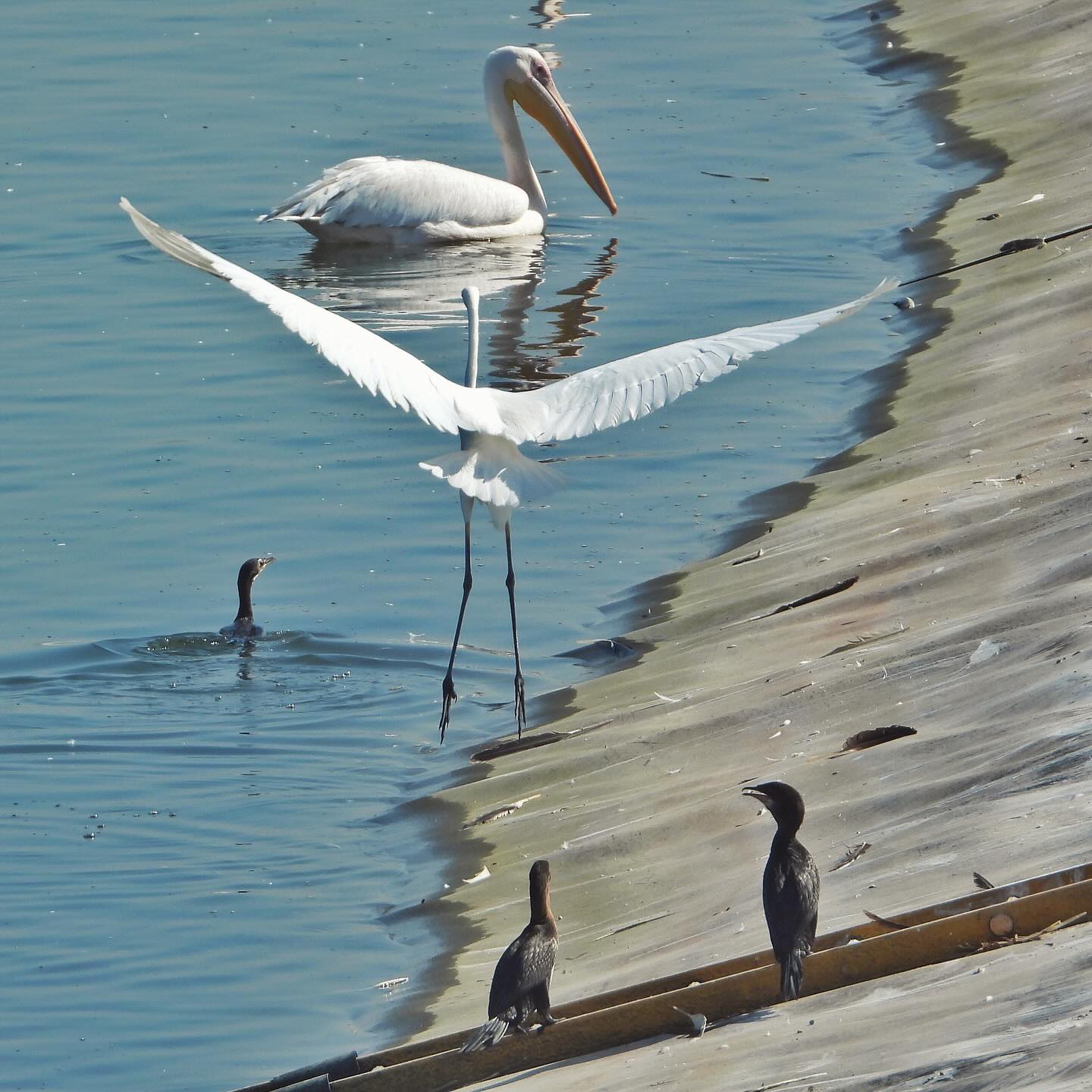 White Pelican Great Egret Pygmy Cormorant 1