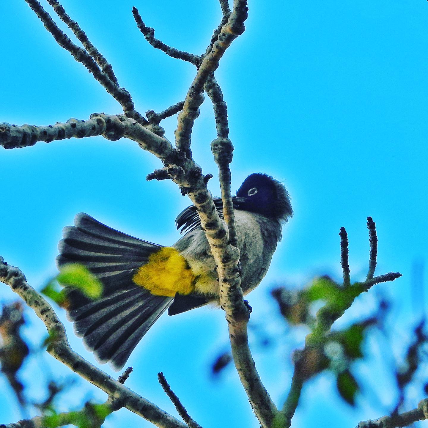 White Spectacled Bulbul 5