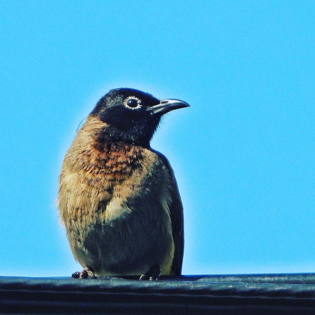 White Spectacled Bulbul 6