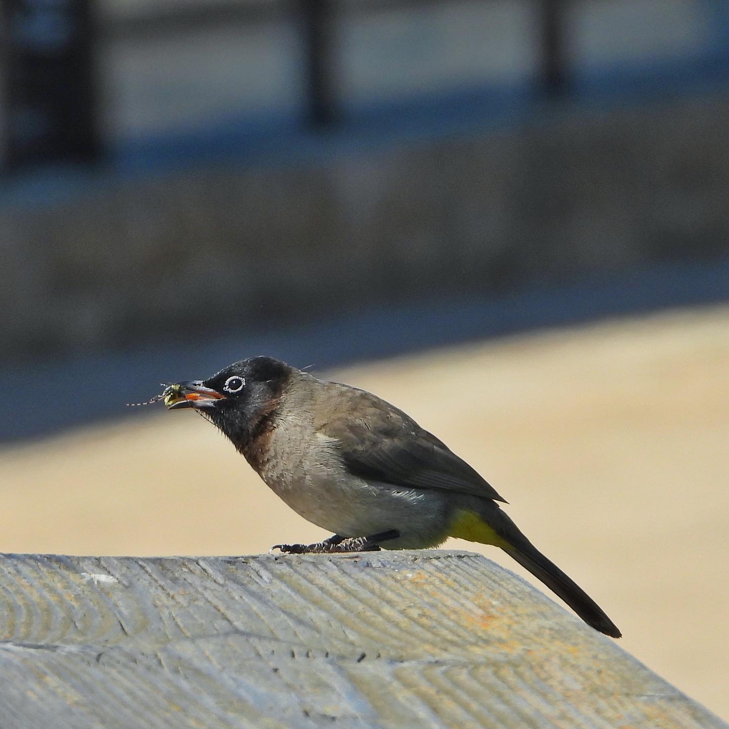 White Spectacled Bulbul 7