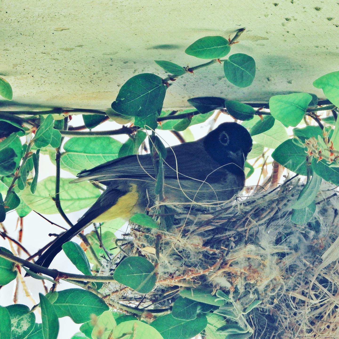 White Spectacled Bulbul 8