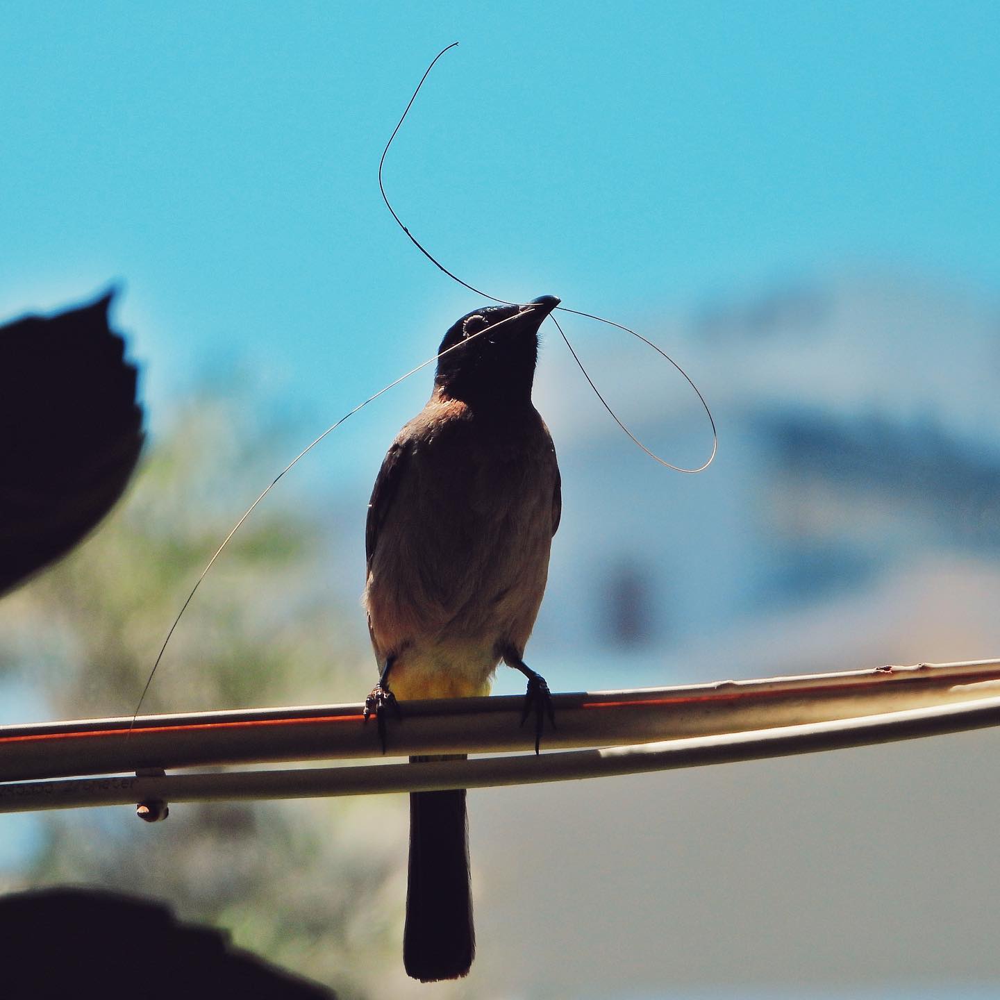 White Spectacled Bulbul 9