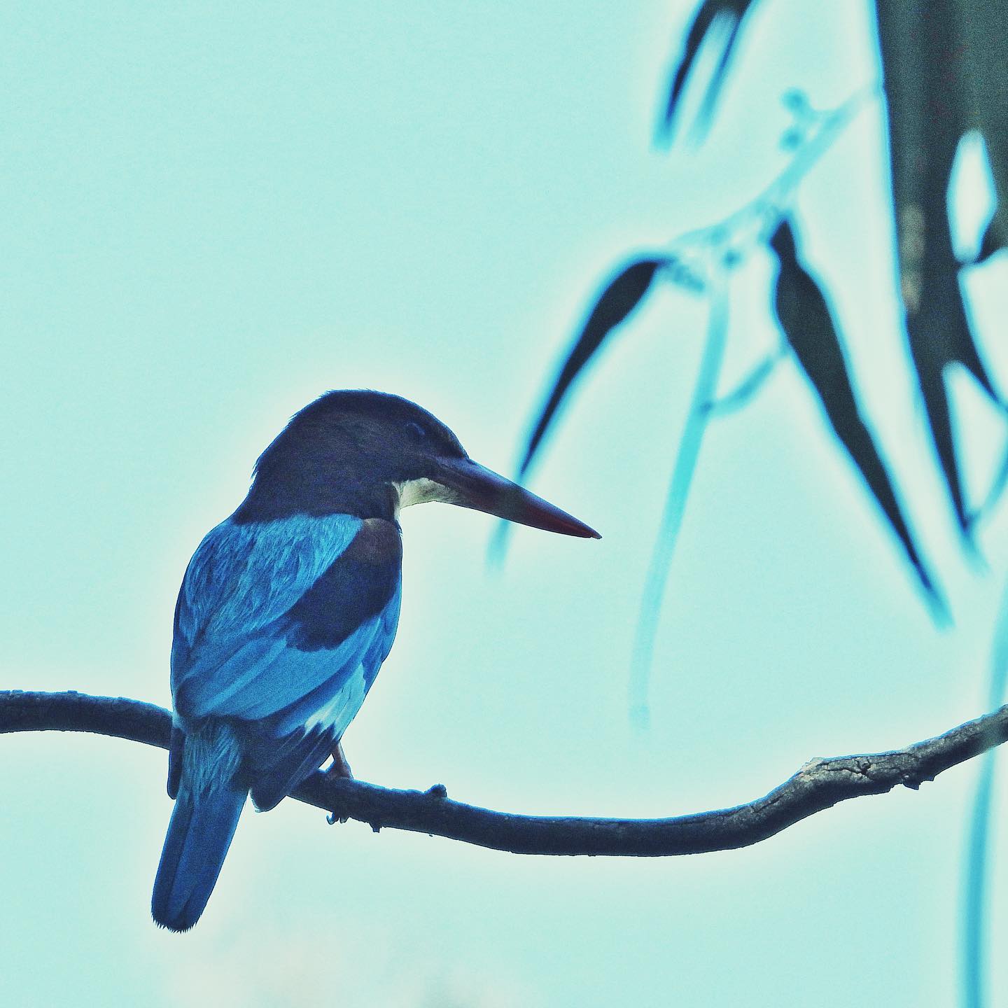 White Throated Kingfisher 1