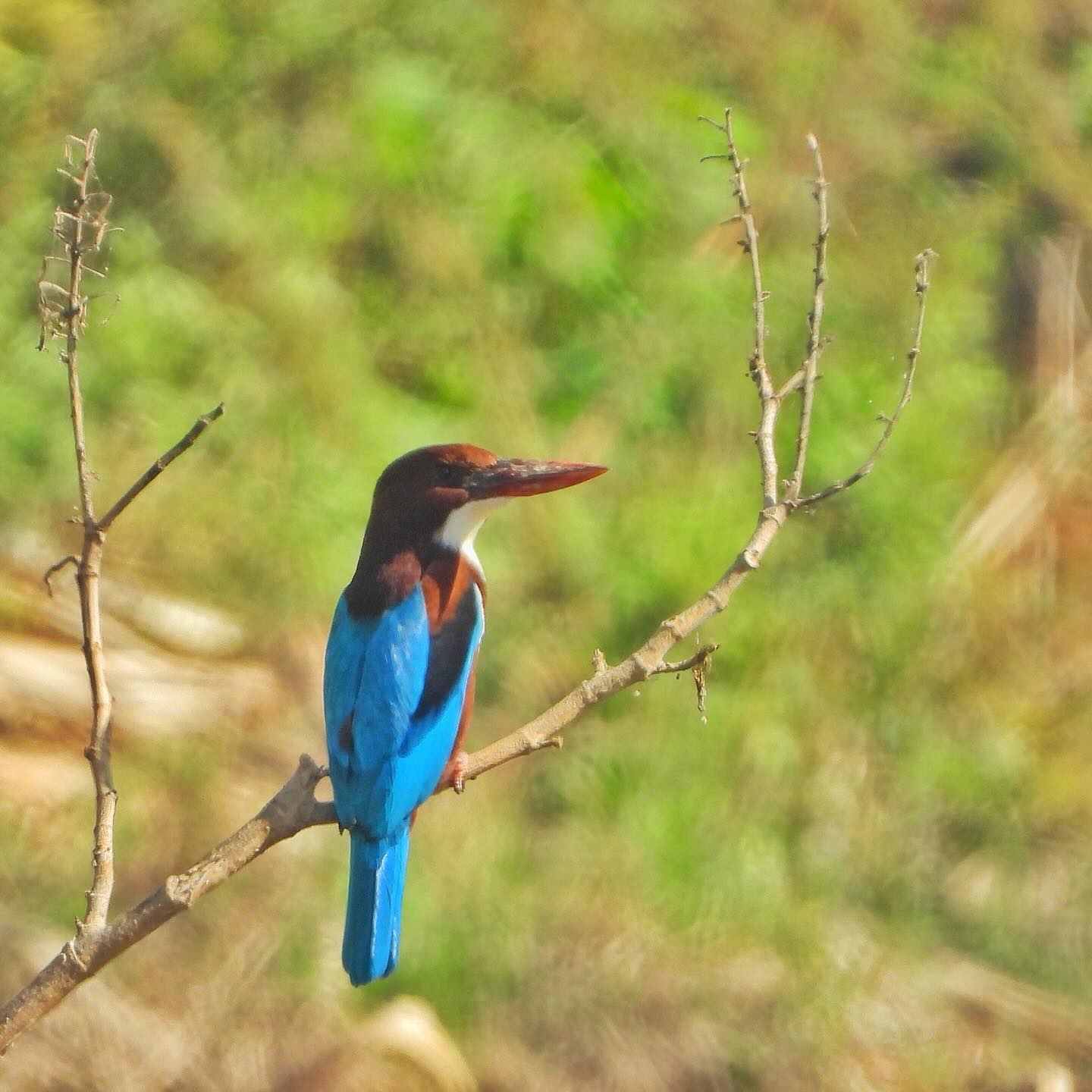 White Throated Kingfisher 2