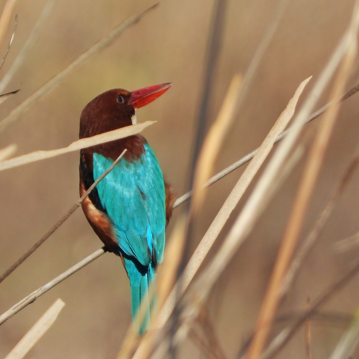 White Throated Kingfisher 3