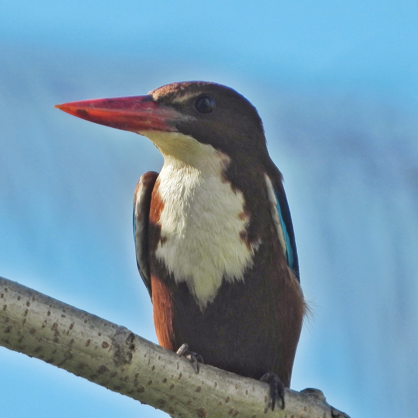 White Throated Kingfisher 4