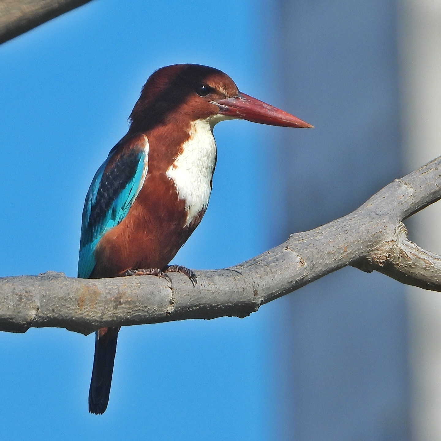 White Throated Kingfisher 5