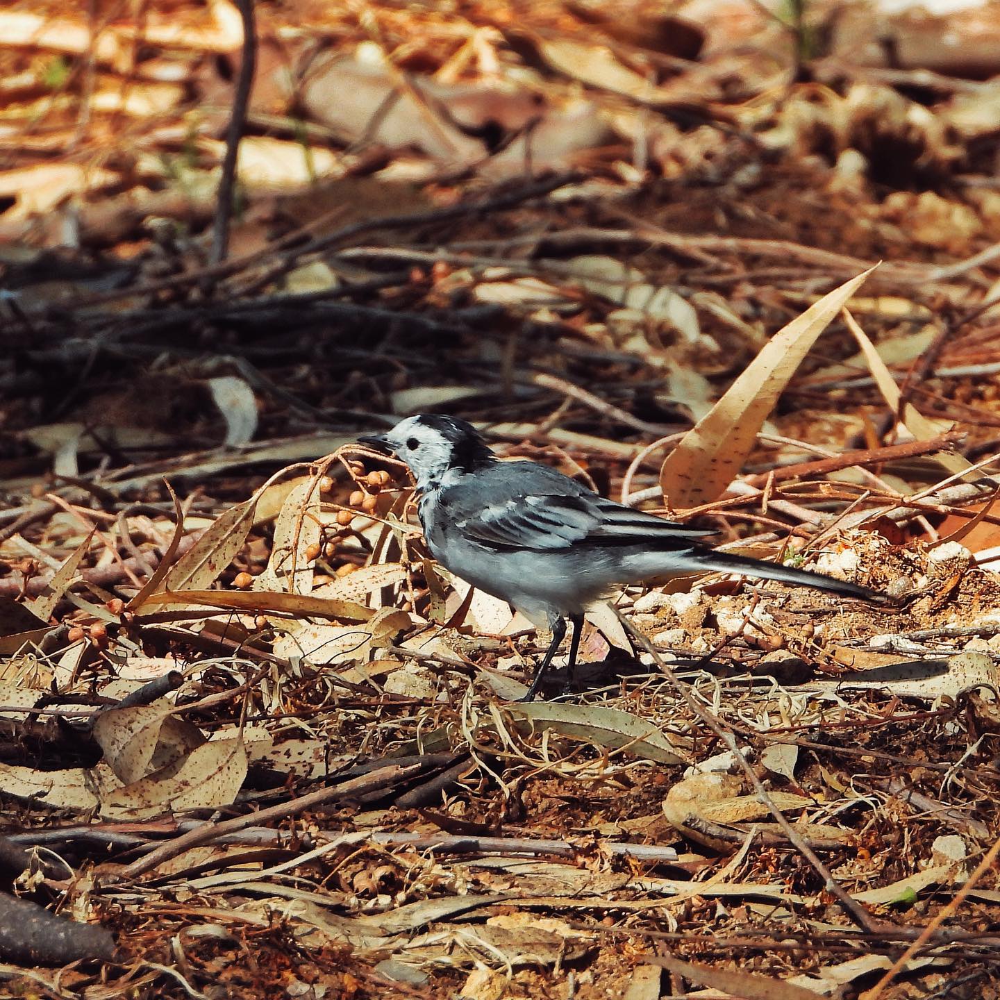 White Wagtail 25