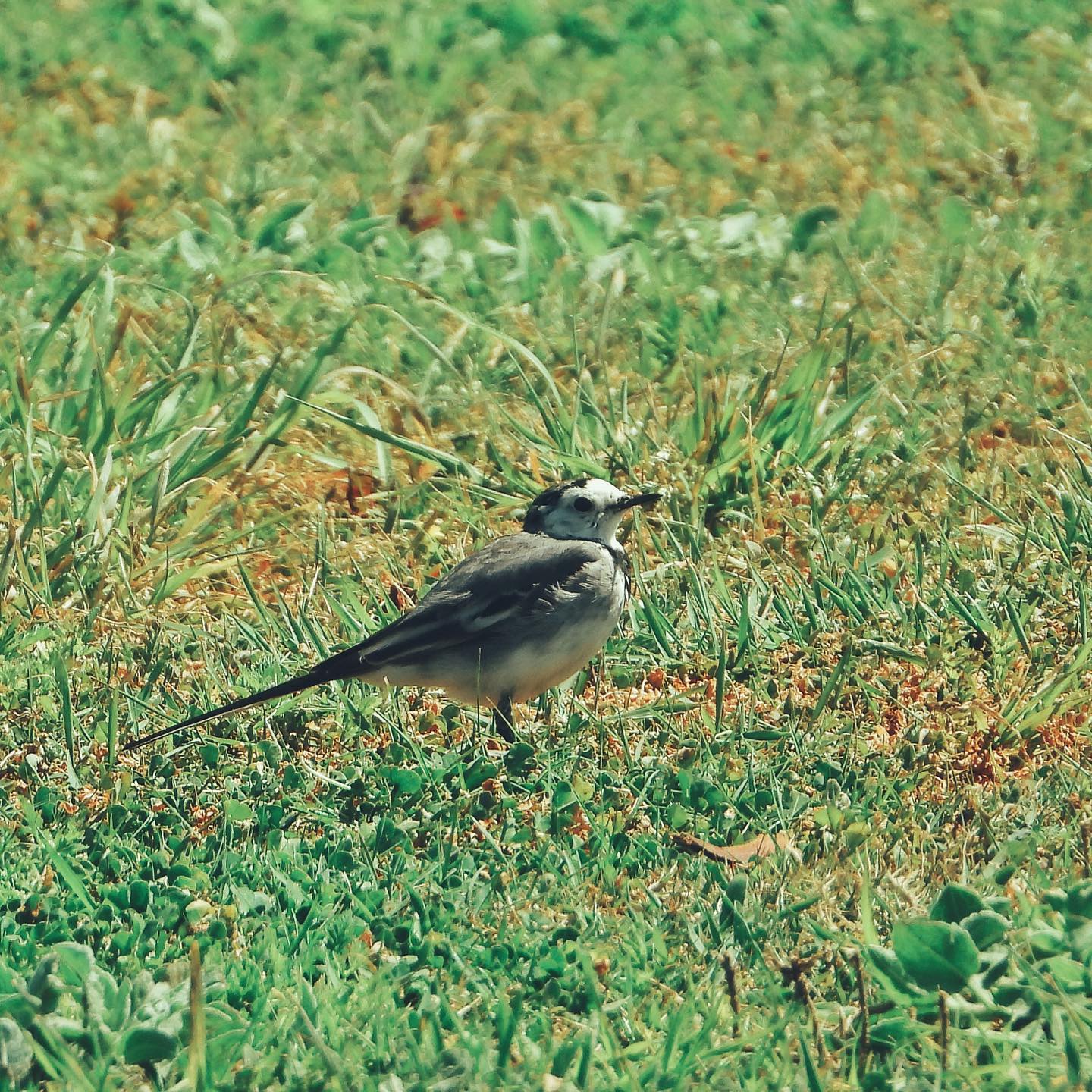 White Wagtail 26