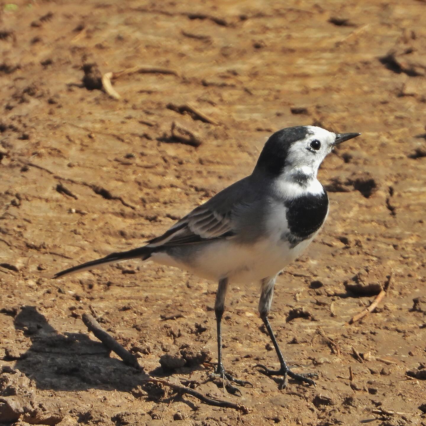 White Wagtail 27