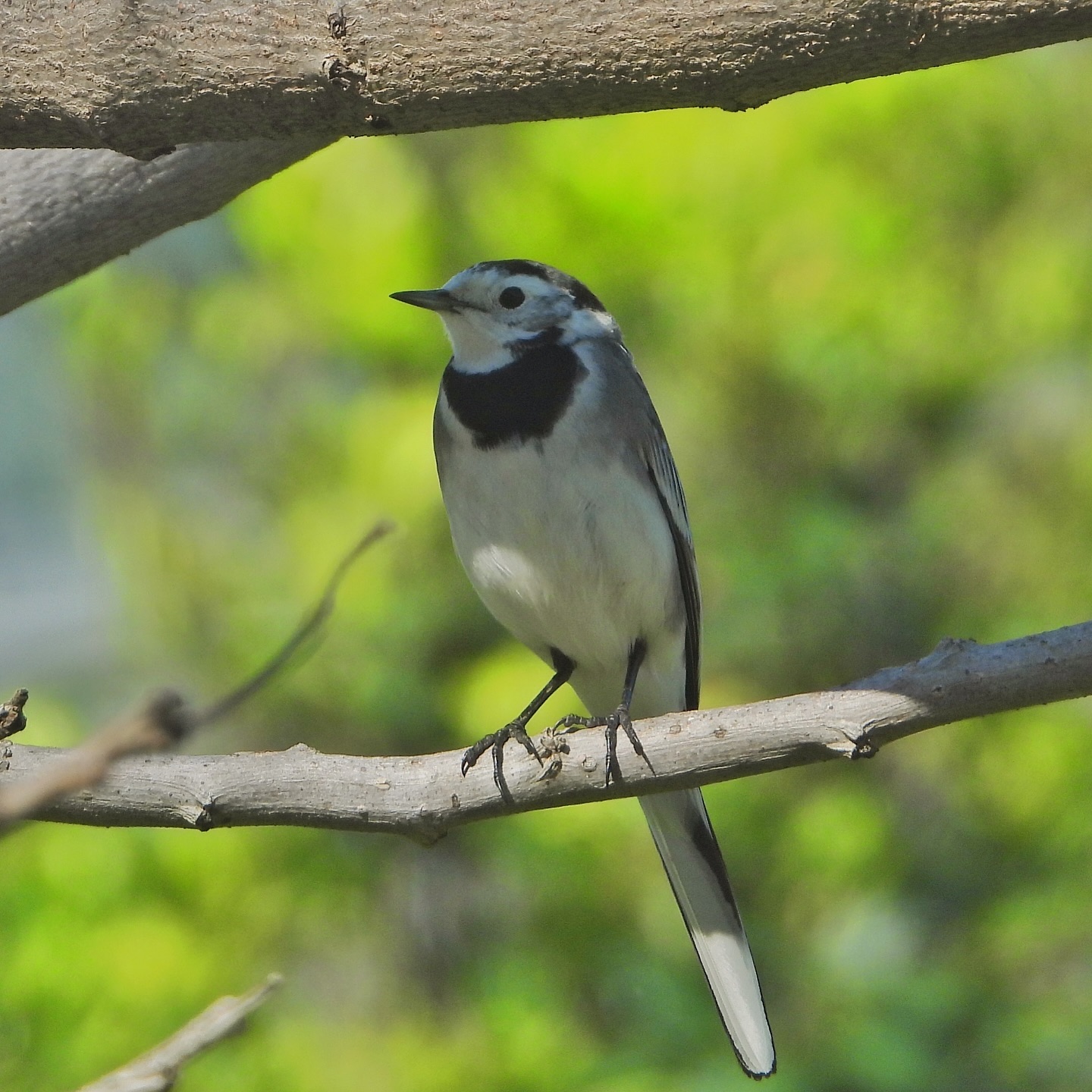 White Wagtail 28