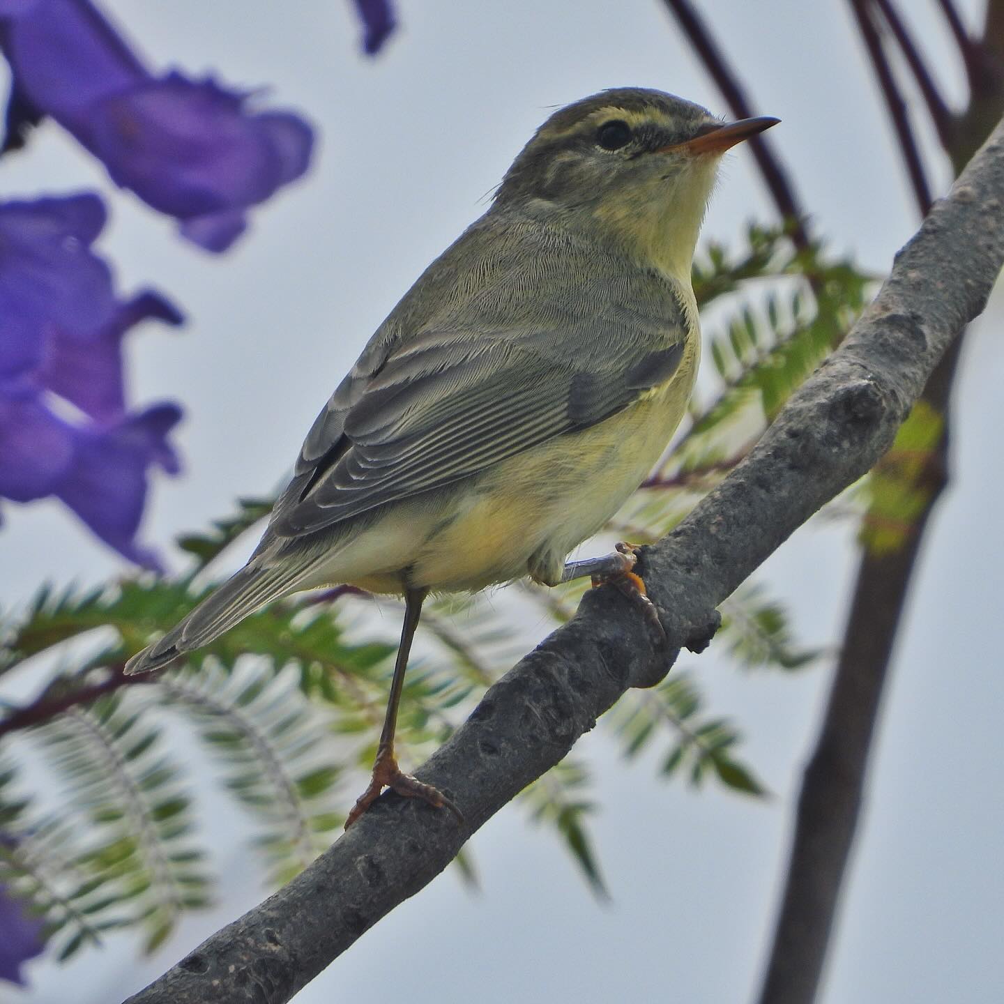 Willow warbler