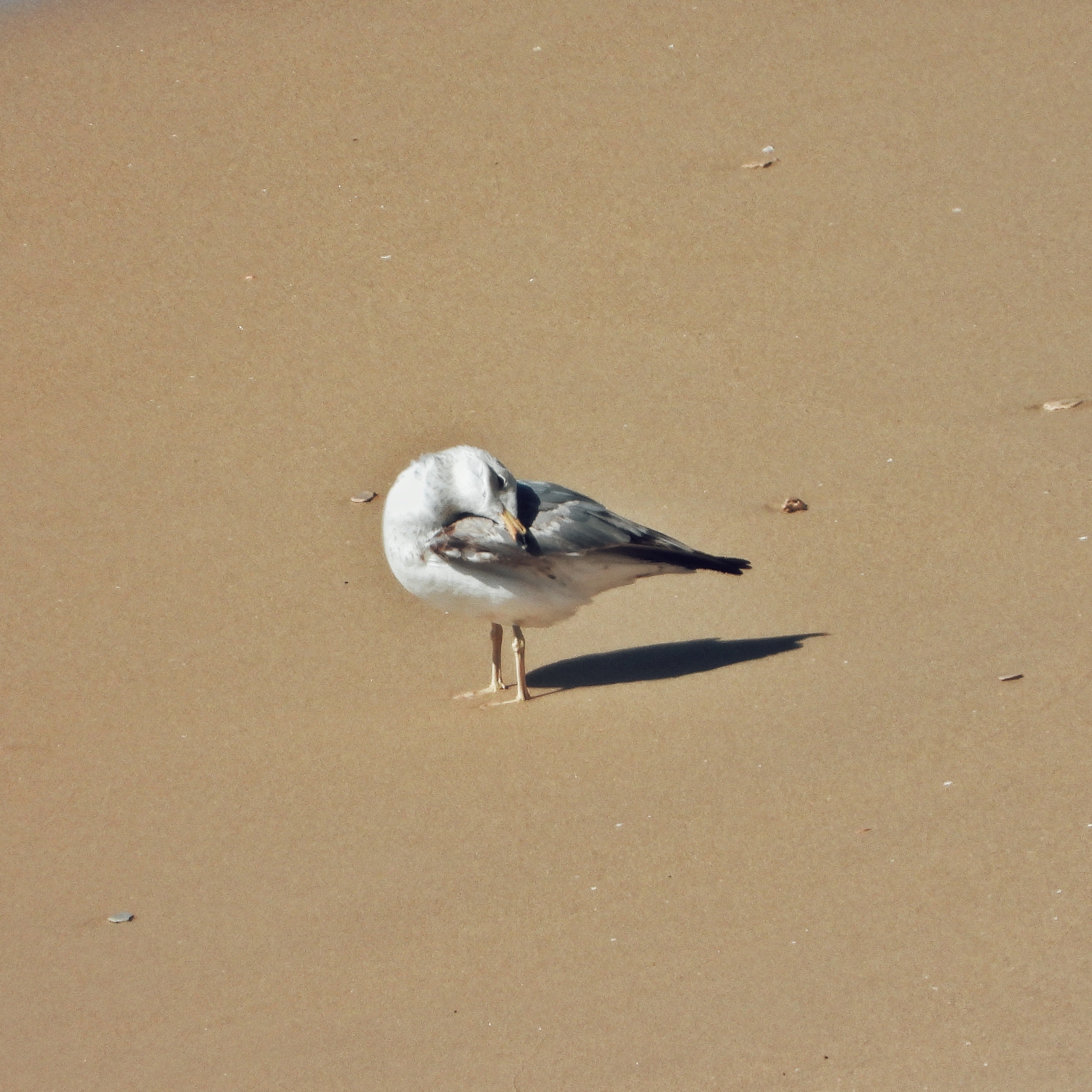 Armenian gull