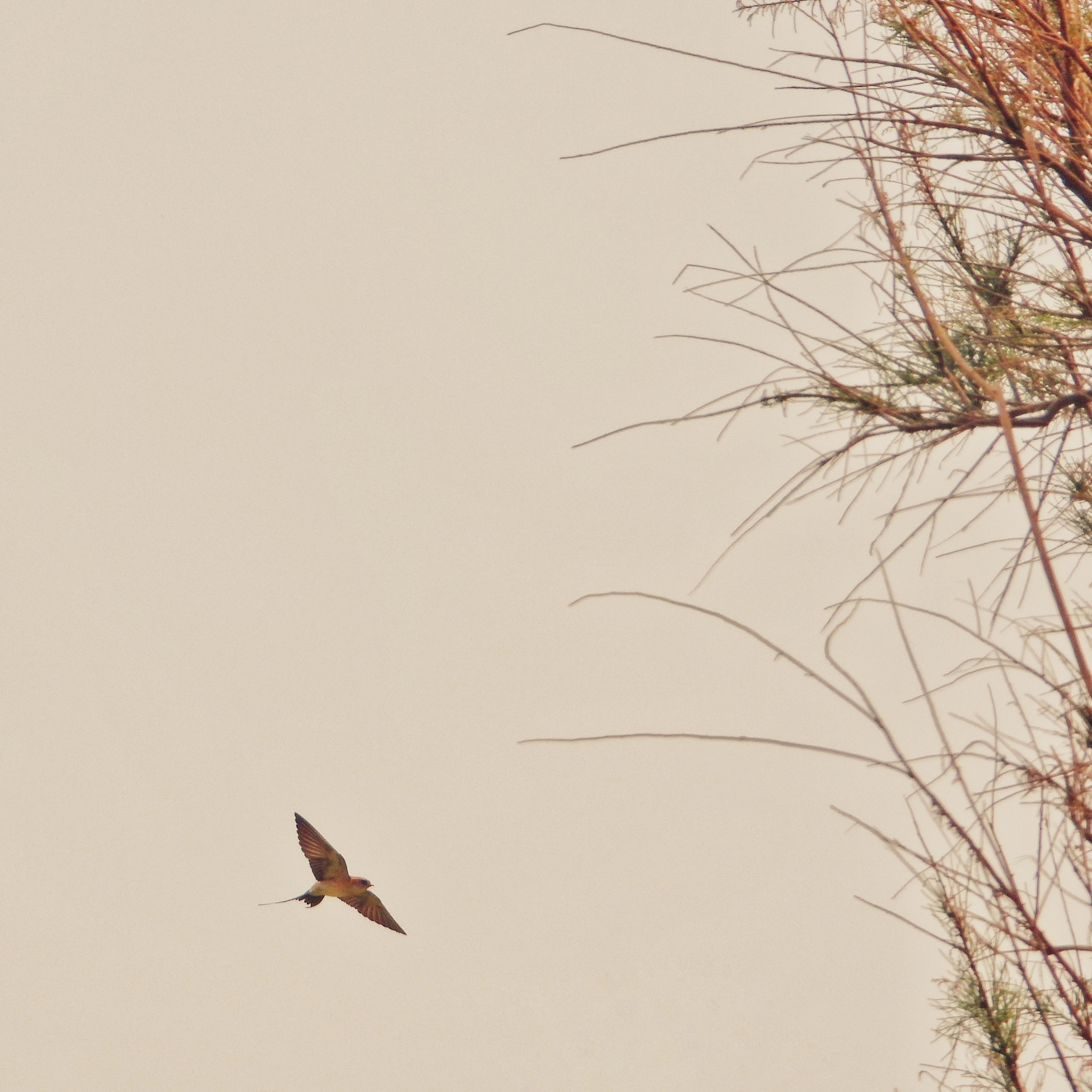 Barn swallow