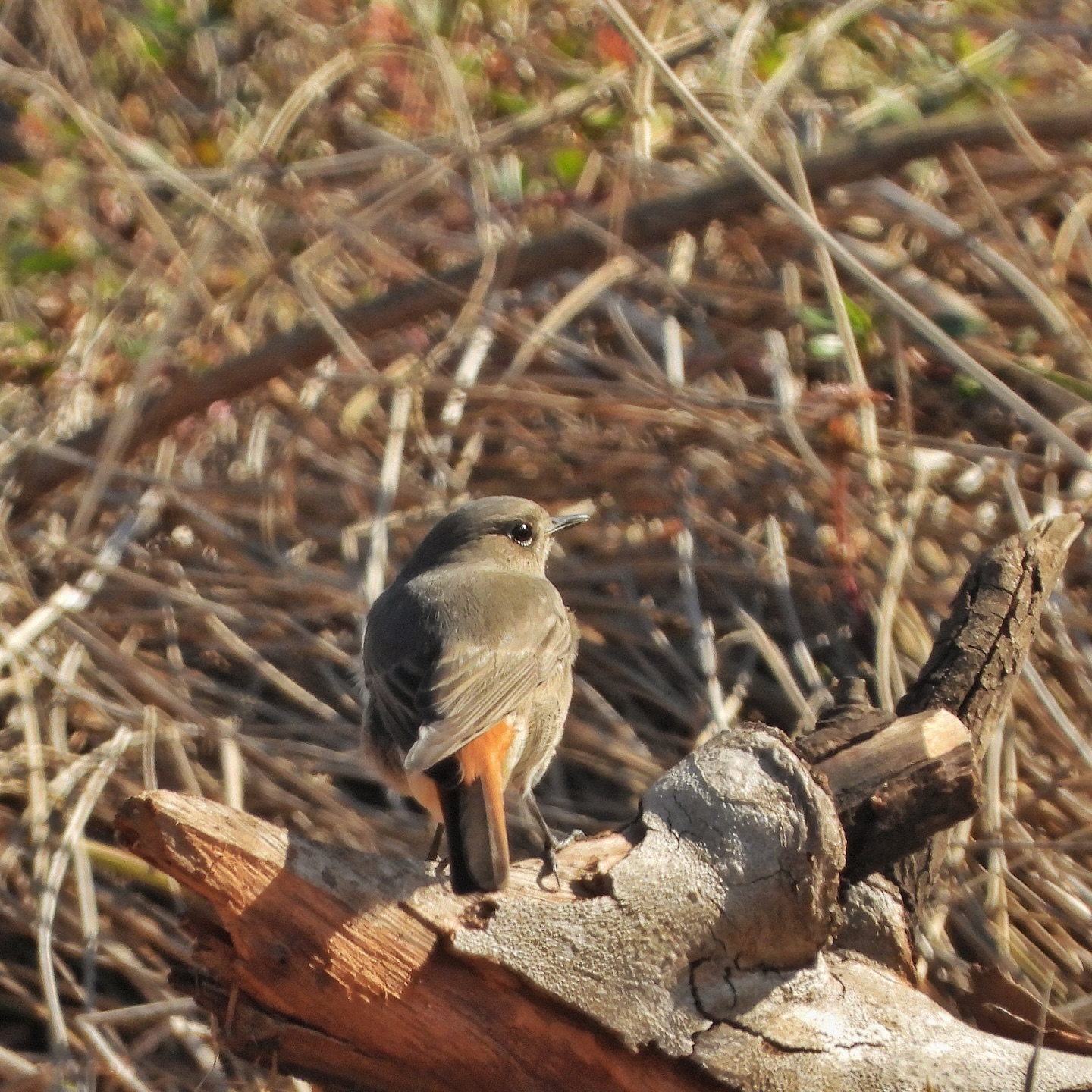 Black Redstart 5