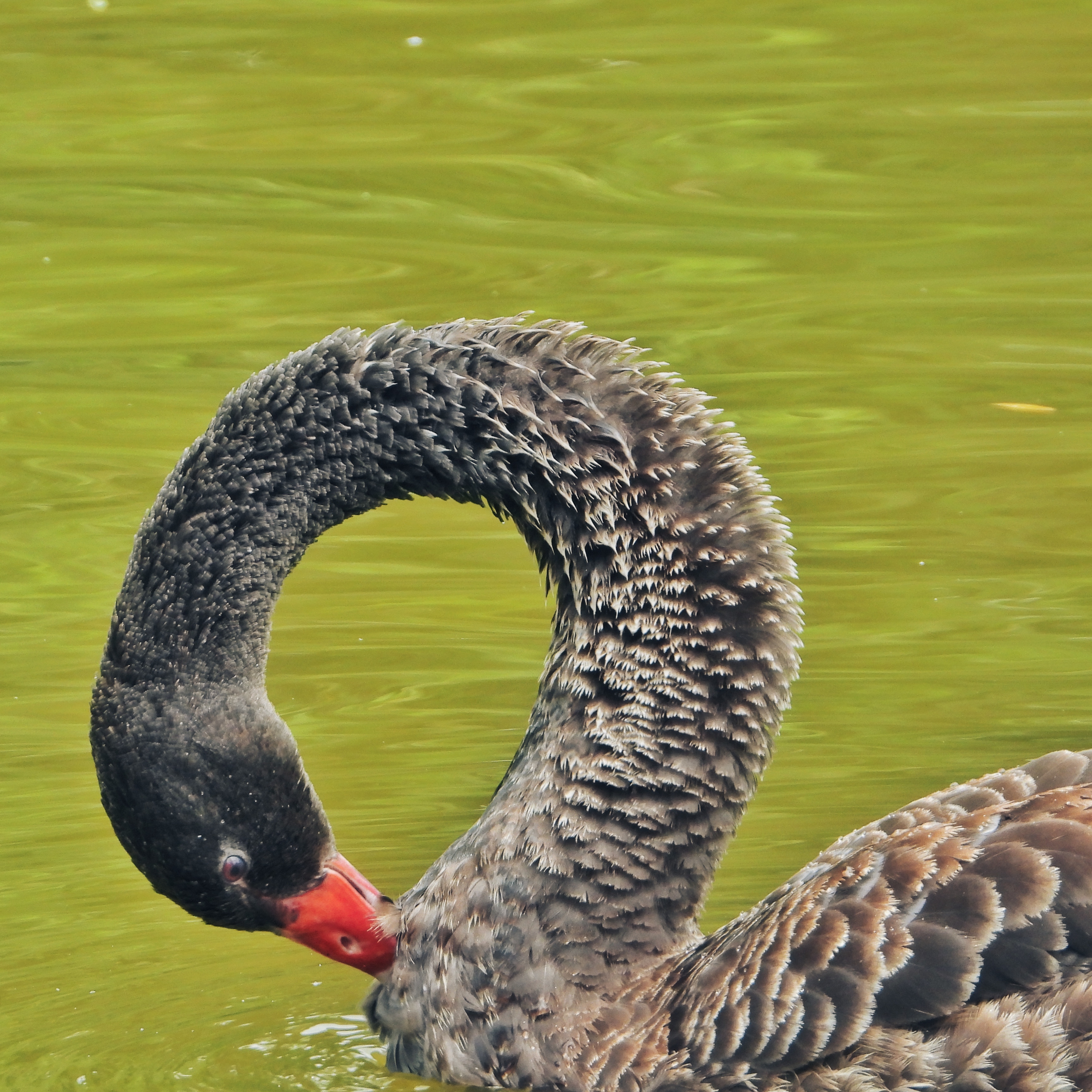 Black Swan 4